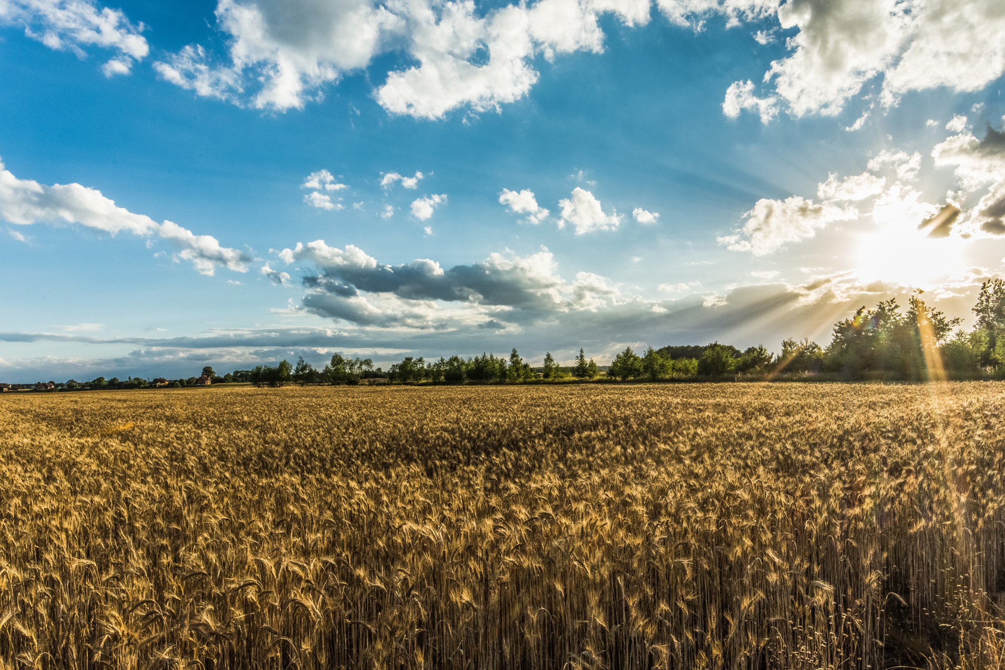 Samyang 14mm F2.8 ED AS IF UMC sample photo. Golden ground photography