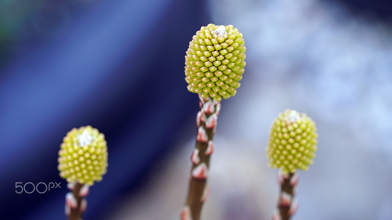 Sony a7S II + Sony FE 90mm F2.8 Macro G OSS sample photo. La familia photography