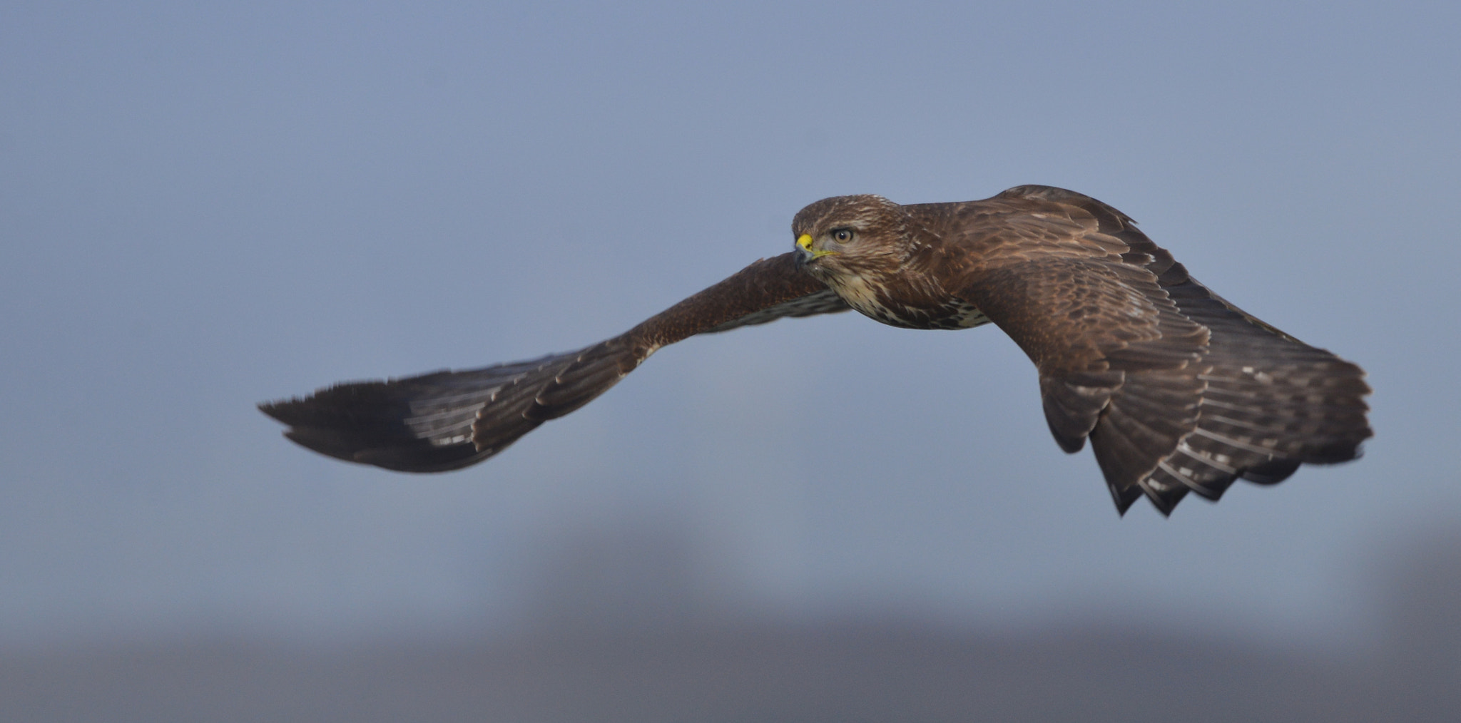 Nikon D600 + Nikon AF-S Nikkor 500mm F4G ED VR sample photo. Buizerd photography