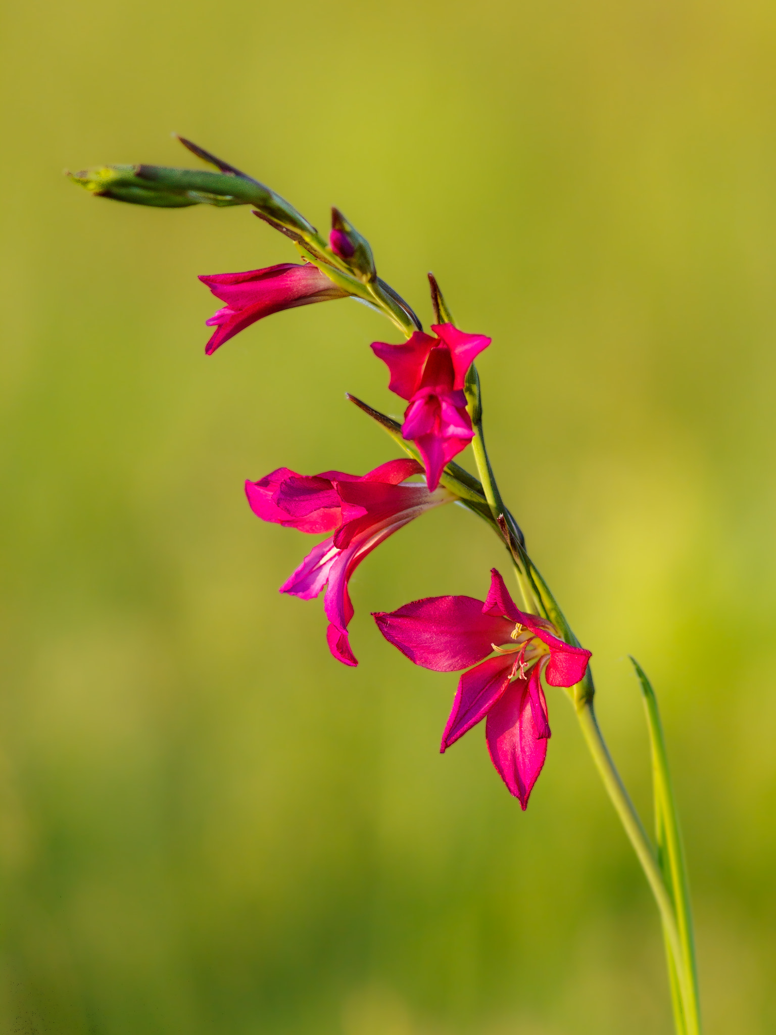 Canon EOS 50D + Canon EF 300mm F4L IS USM sample photo. Fleur de glaïeul sauvage photography