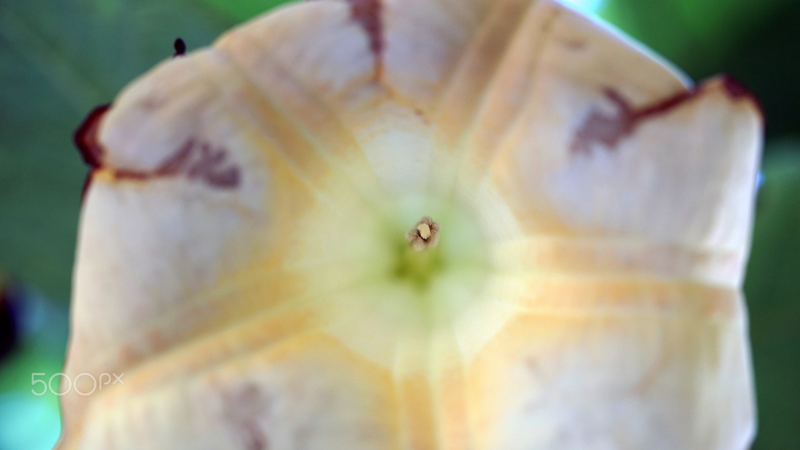 Sony FE 90mm F2.8 Macro G OSS sample photo. All i wanted photography
