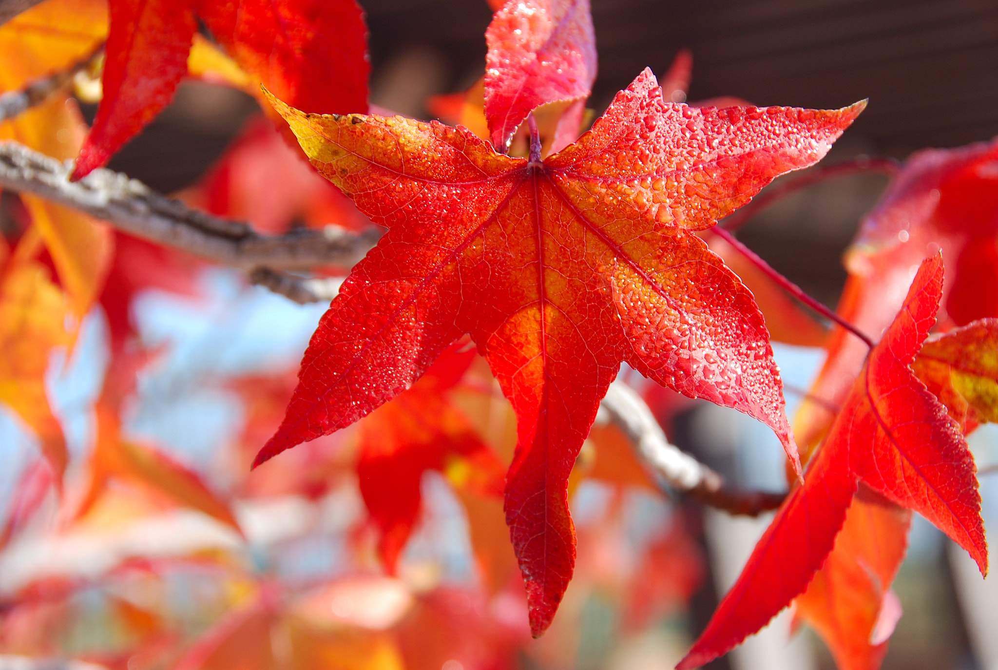 Nikon D80 sample photo. Fin del otoño photography