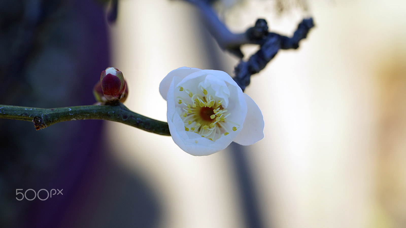 Sony a7S II + Sony FE 90mm F2.8 Macro G OSS sample photo. I'm gonna be her boy forever photography