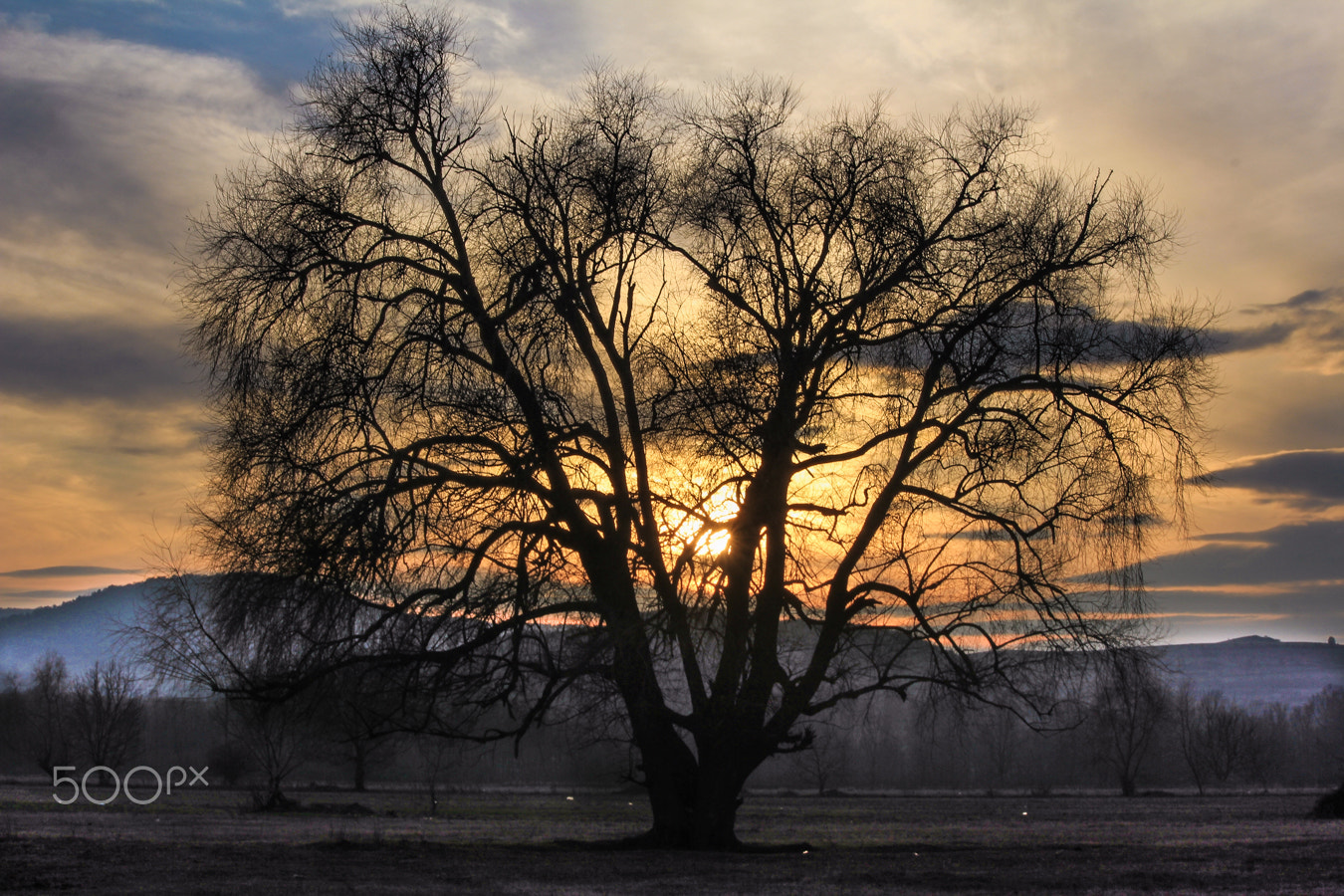 Canon EOS 550D (EOS Rebel T2i / EOS Kiss X4) sample photo. The lonely tree photography