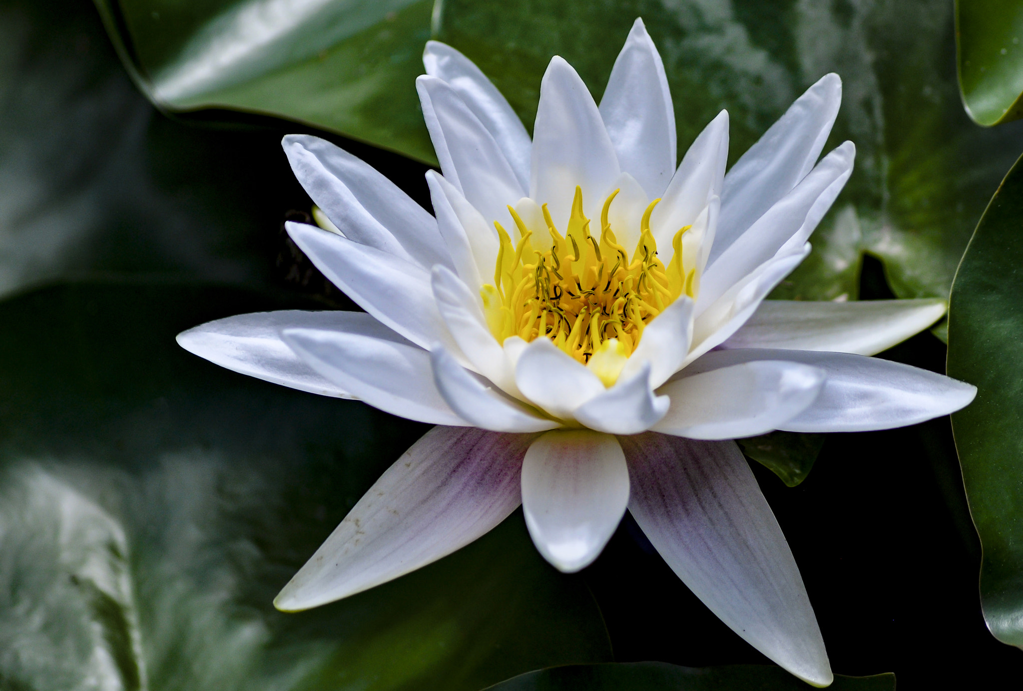 Sigma 70-300mm F4-5.6 APO DG Macro sample photo. White and yellow water lily photography