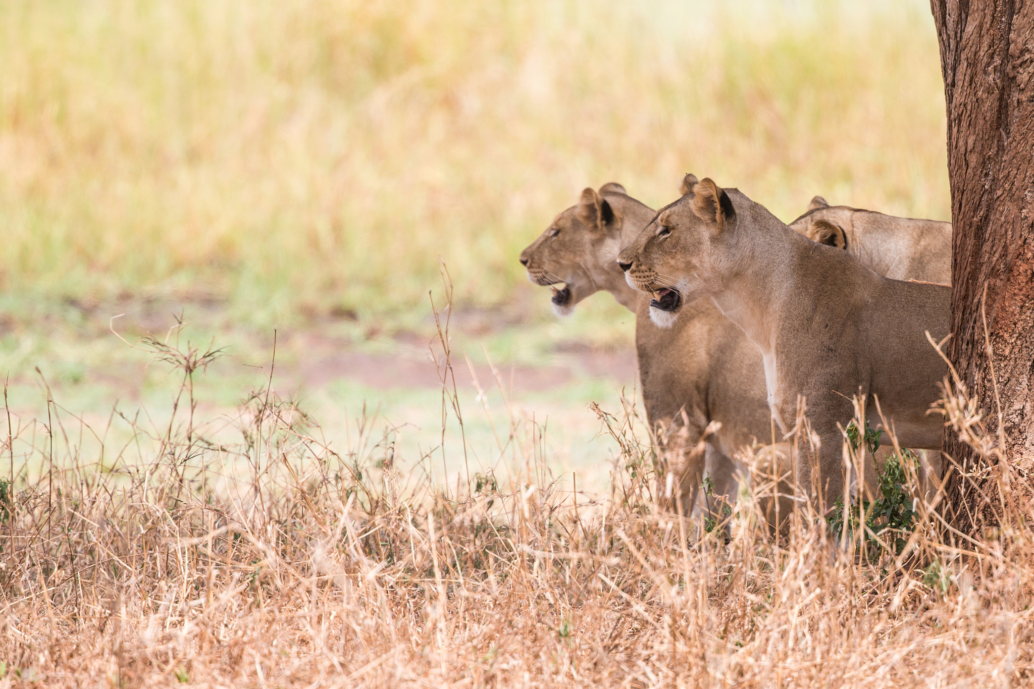 Canon EF 400mm F4 DO IS II USM sample photo. Huntresses photography