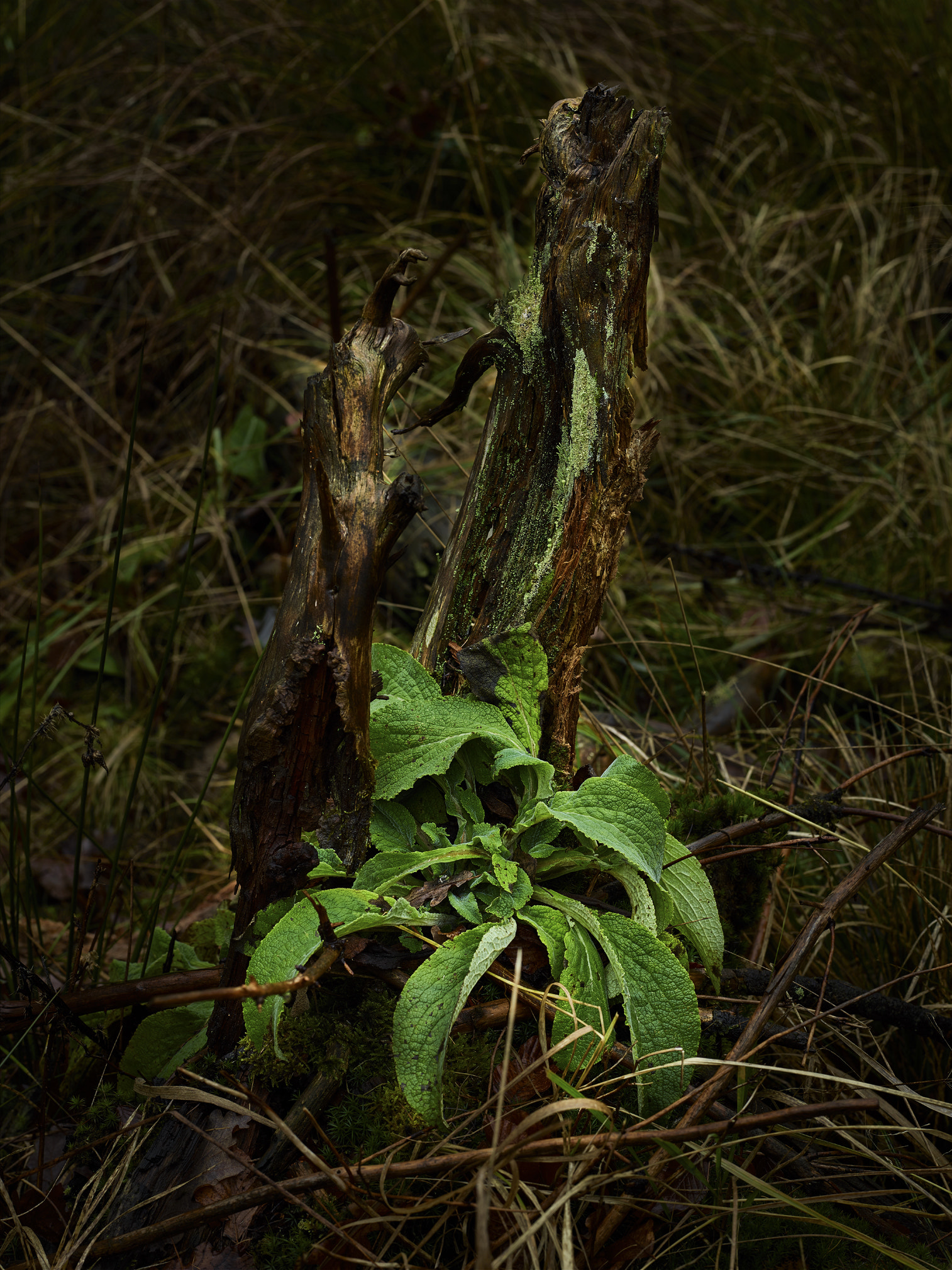 Schneider Kreuznach LS 110mm f/2.8 sample photo. Grown photography