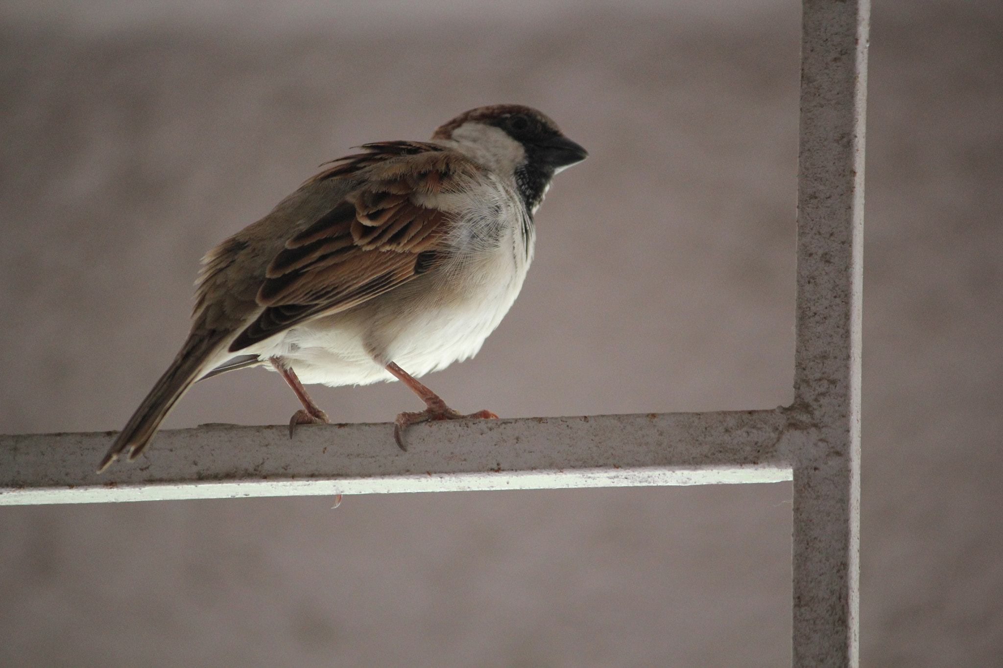 Canon EOS 550D (EOS Rebel T2i / EOS Kiss X4) sample photo. Img photography