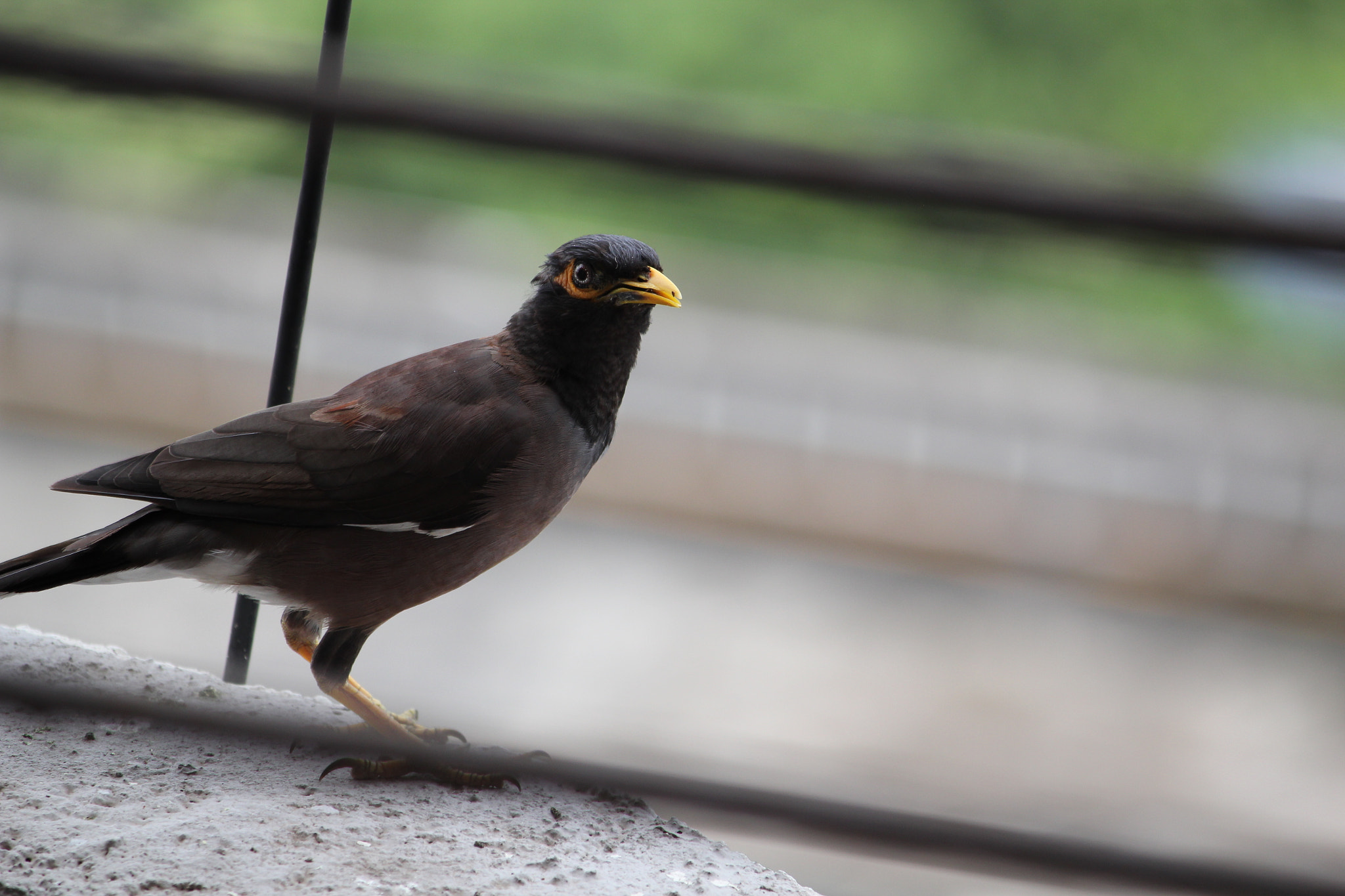 Canon EOS 550D (EOS Rebel T2i / EOS Kiss X4) sample photo. Img photography