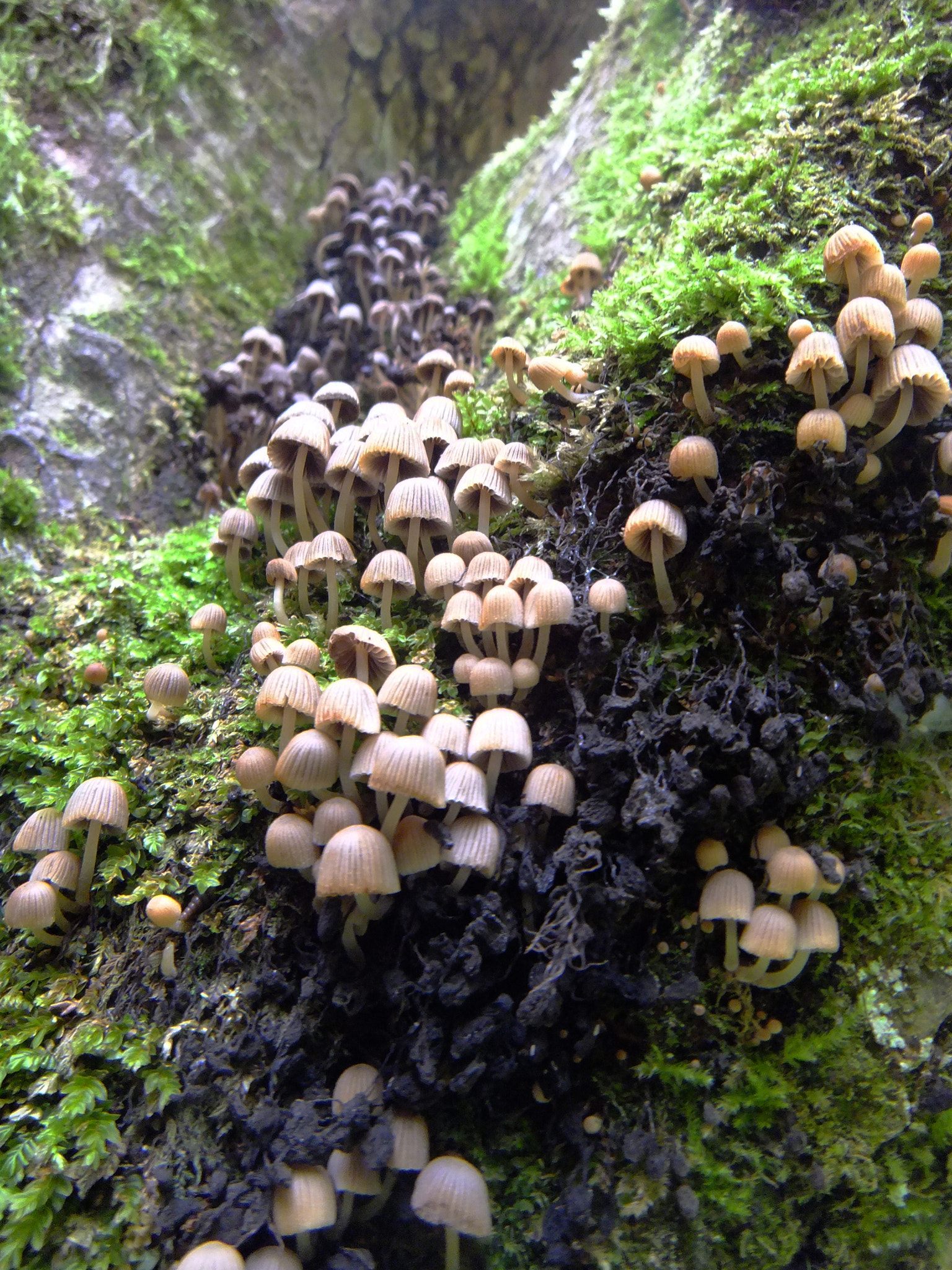 Fujifilm FinePix Z900EXR sample photo. Little mushrooms photography