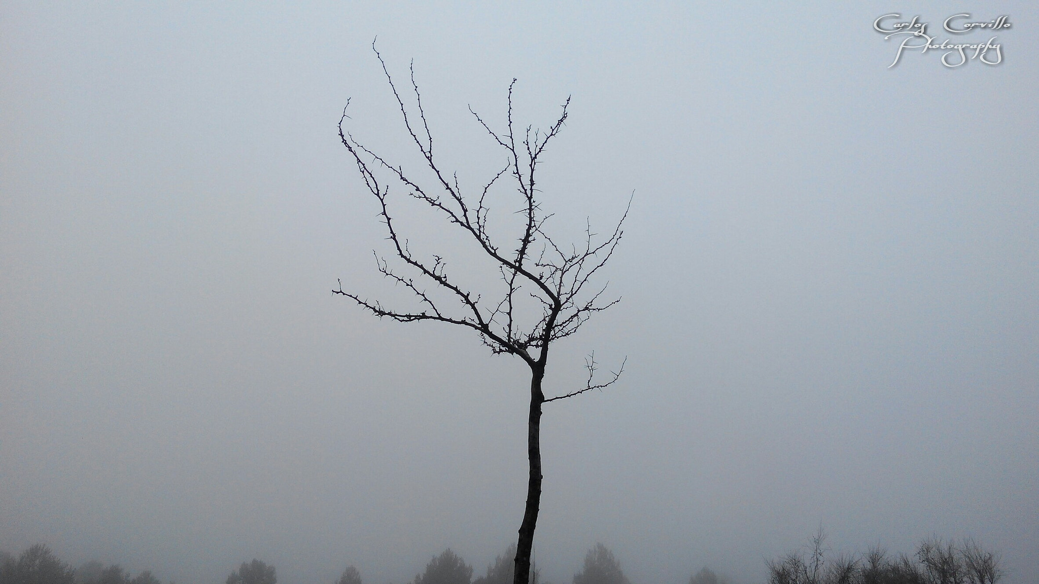 bq Aquaris E5 HD sample photo. Alone photography