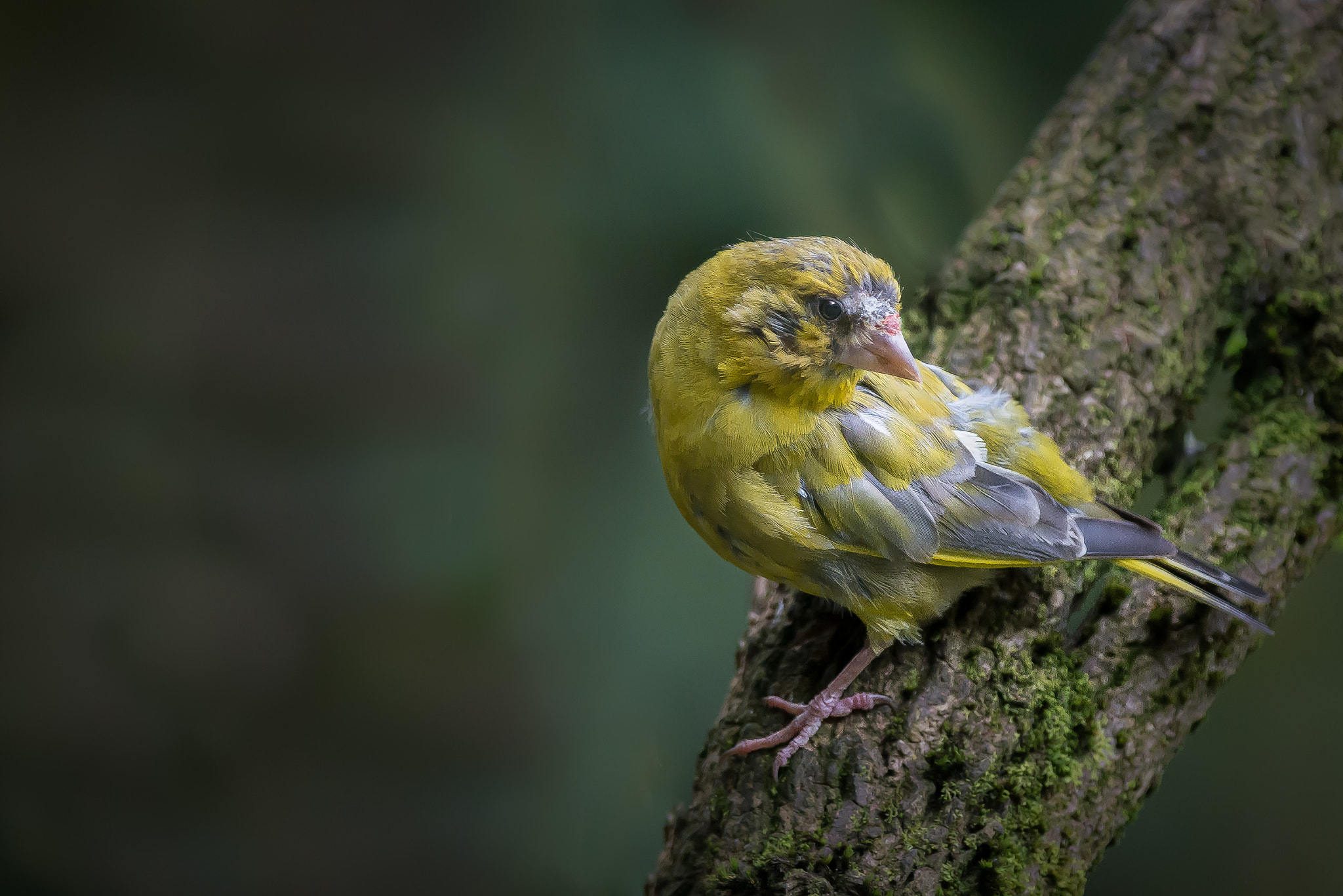 Nikon D800 + Nikon AF-S Nikkor 300mm F4D ED-IF sample photo. Juvenile greenfinch photography