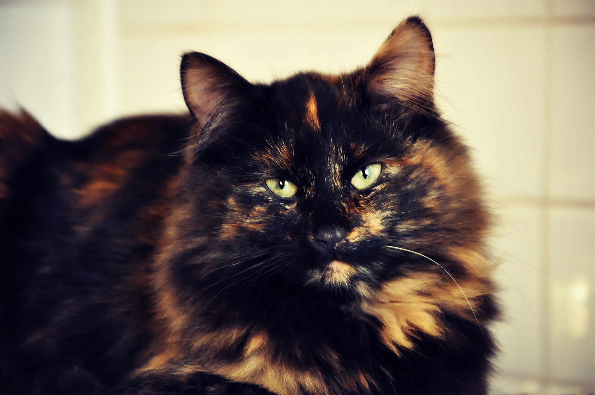 Nikon D5000 sample photo. Gamine photography