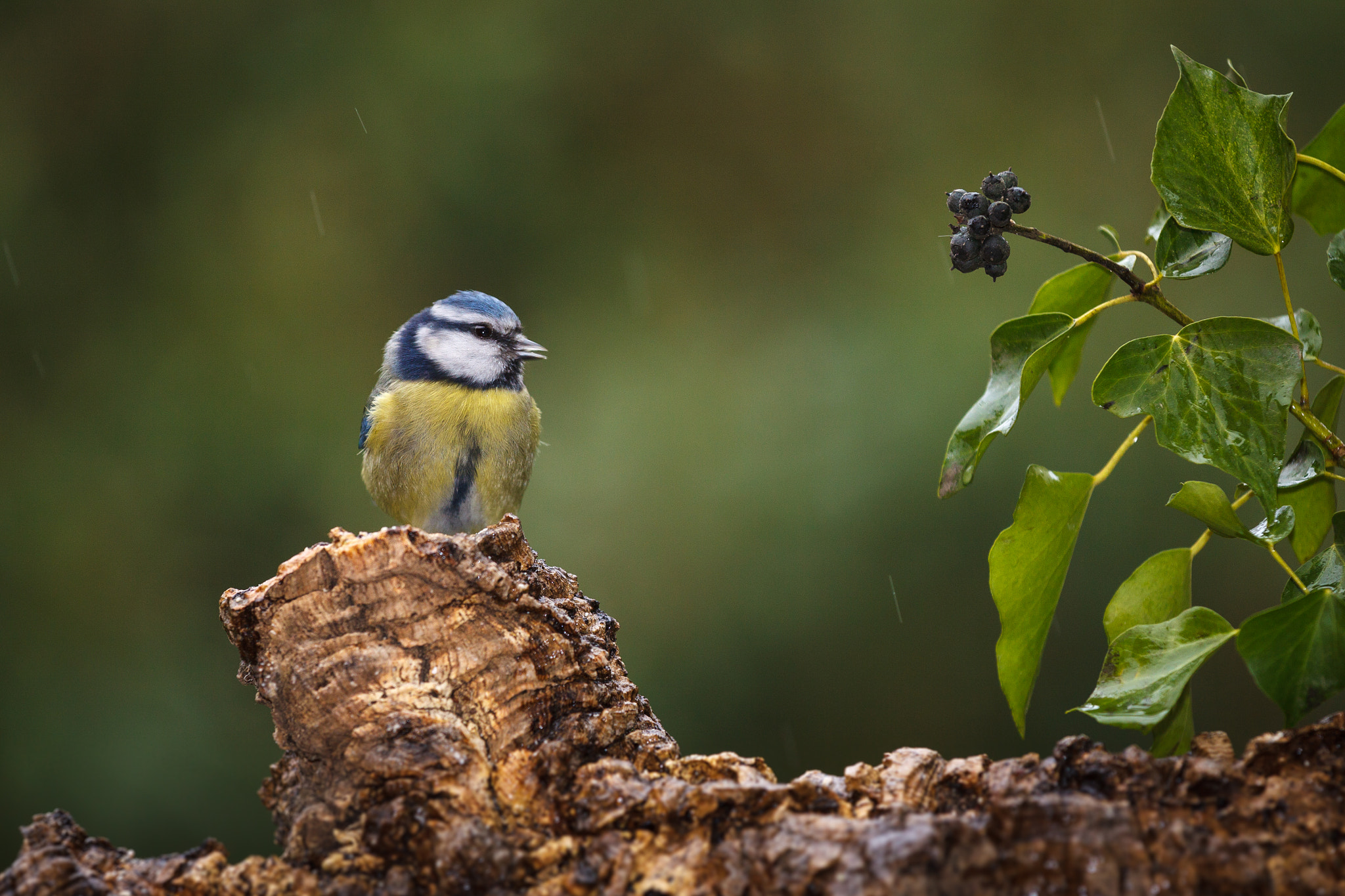 Canon EOS 50D + Canon EF 70-200mm F4L IS USM sample photo. Mésange bleue photography