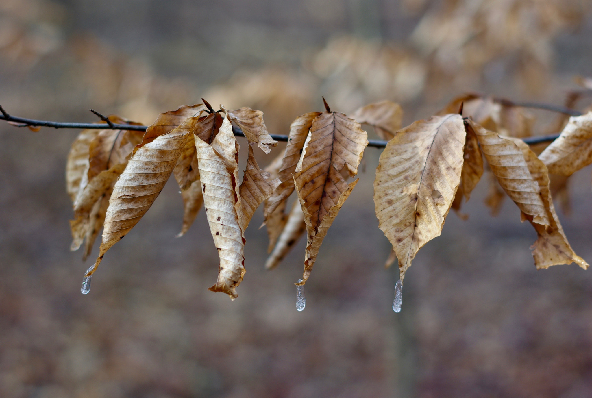 Pentax K10D + Pentax smc DA 50mm F1.8 sample photo. Frozen droplets photography