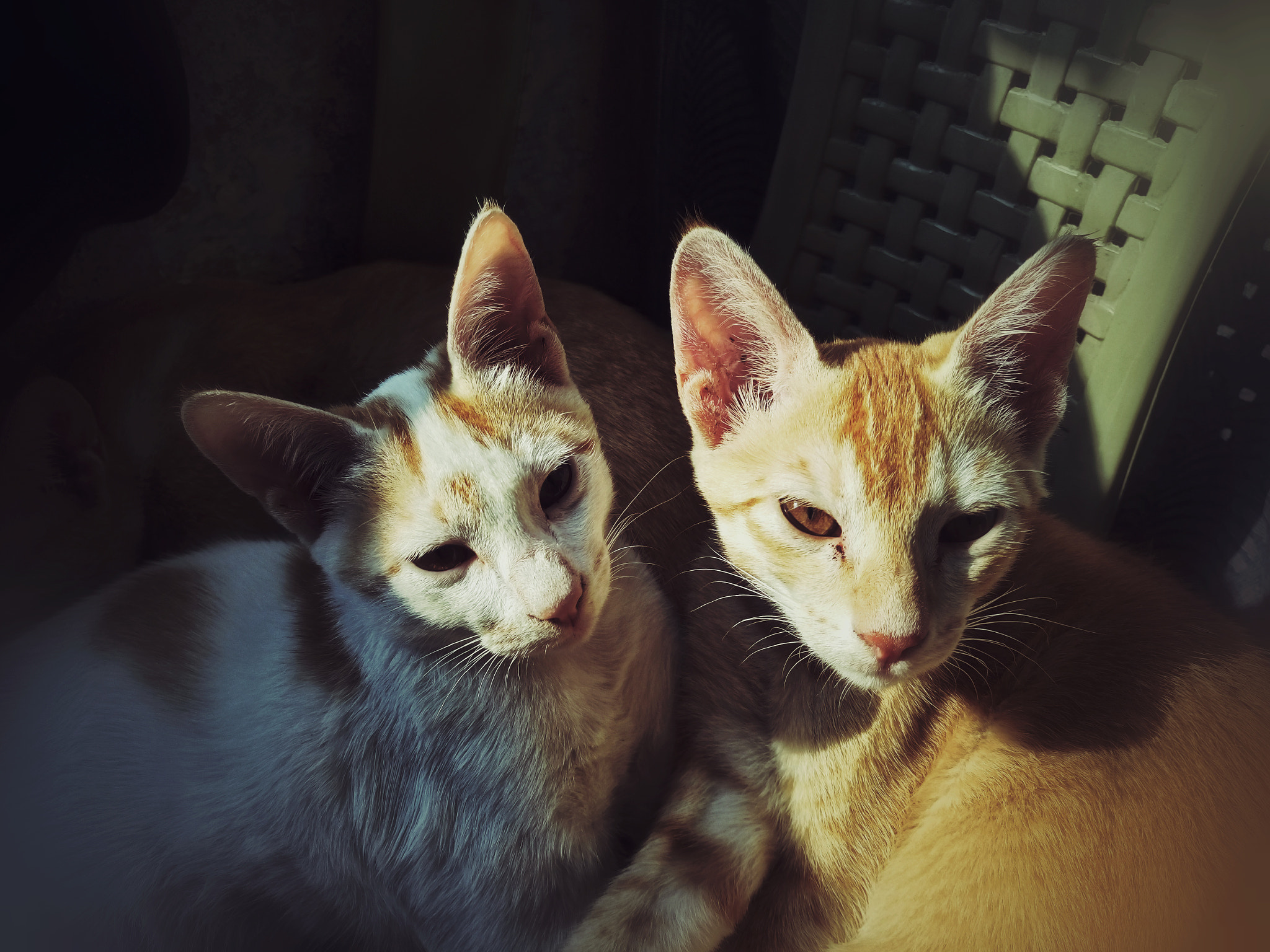 Sony Xperia M5 Dual sample photo. Hello photography
