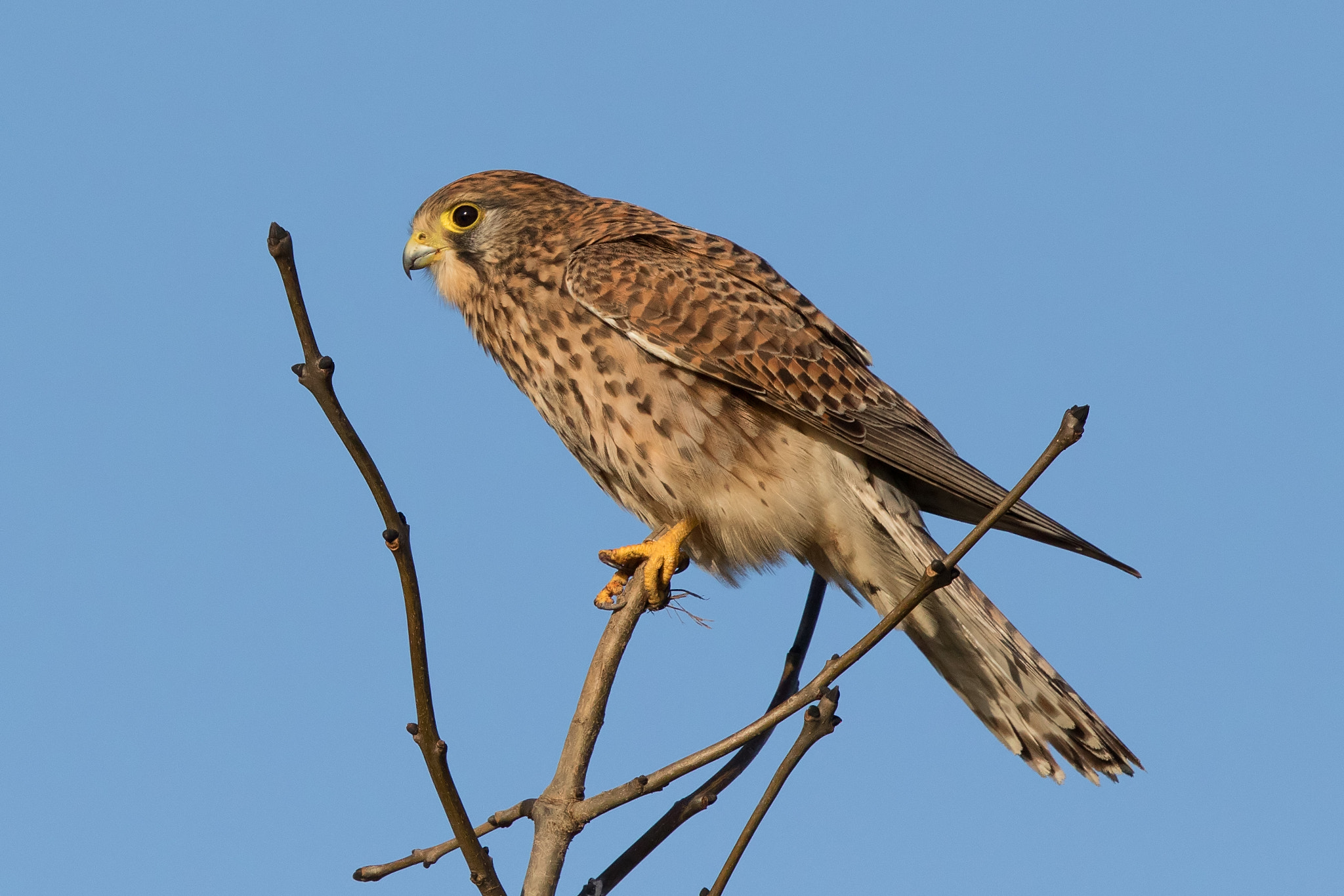 Canon EF 500mm F4L IS II USM sample photo. Beauty on top photography