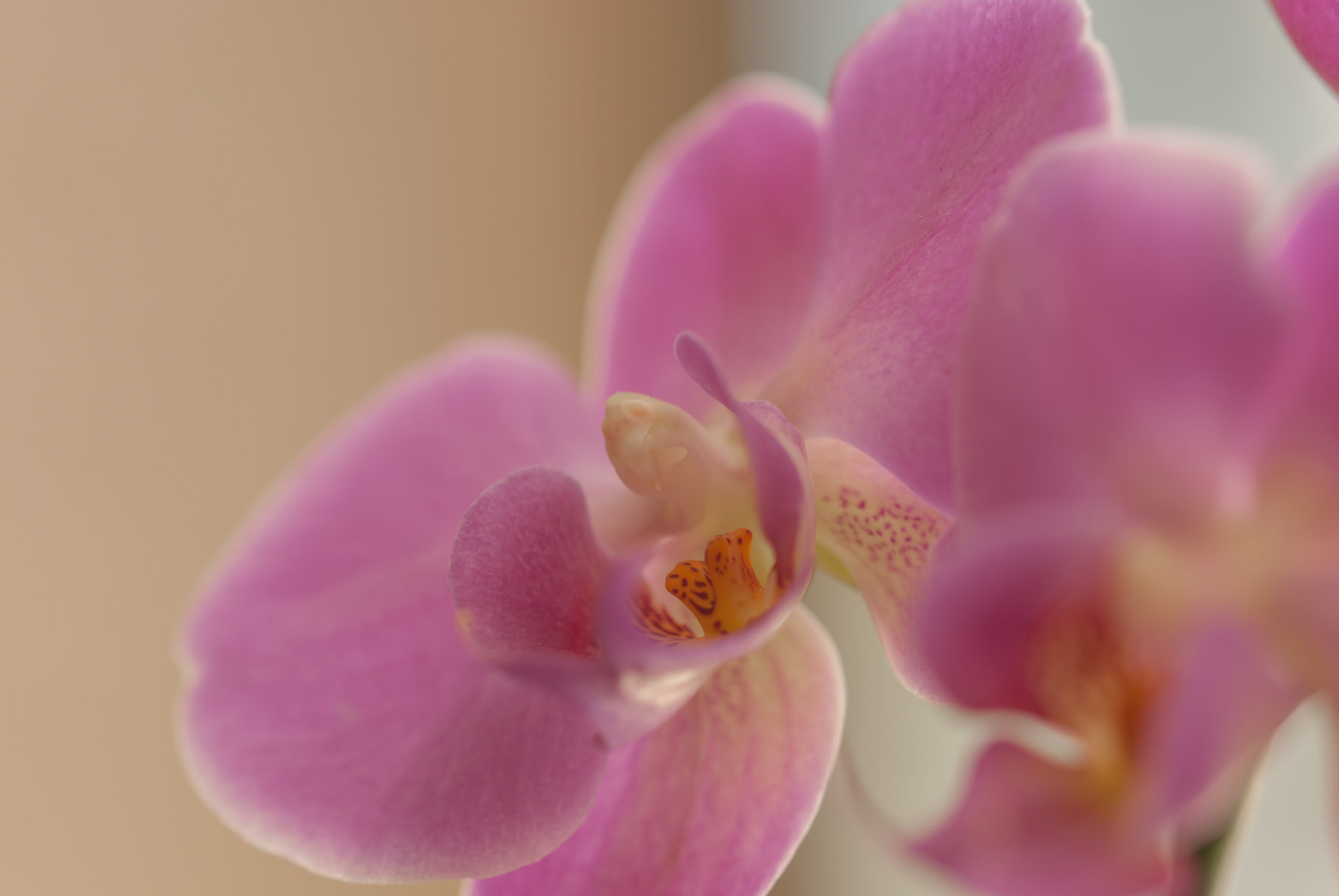 Nikon D80 sample photo. Lilla blume photography