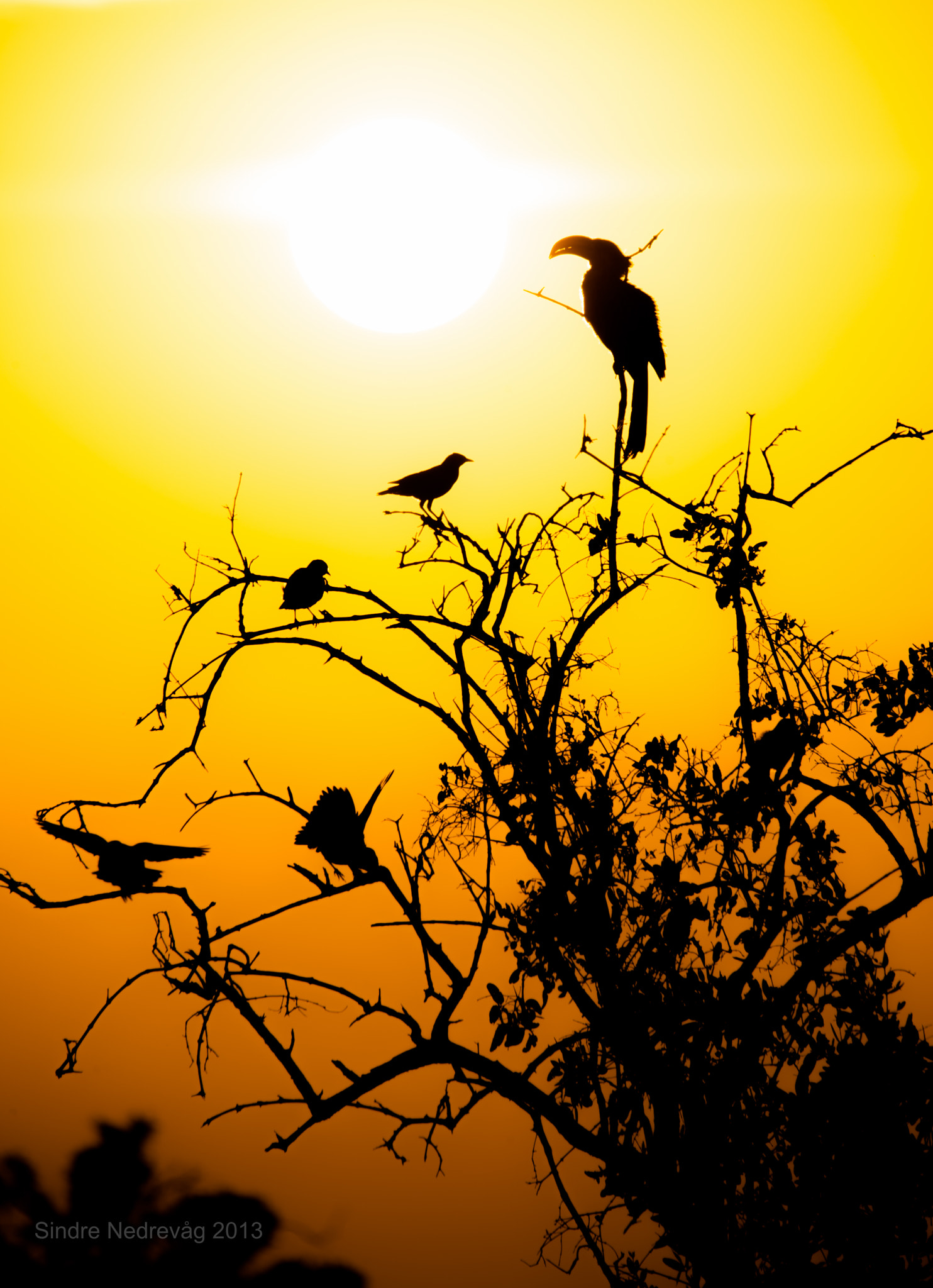 Nikon D700 + Sigma 150-500mm F5-6.3 DG OS HSM sample photo. Samburu sunrise photography