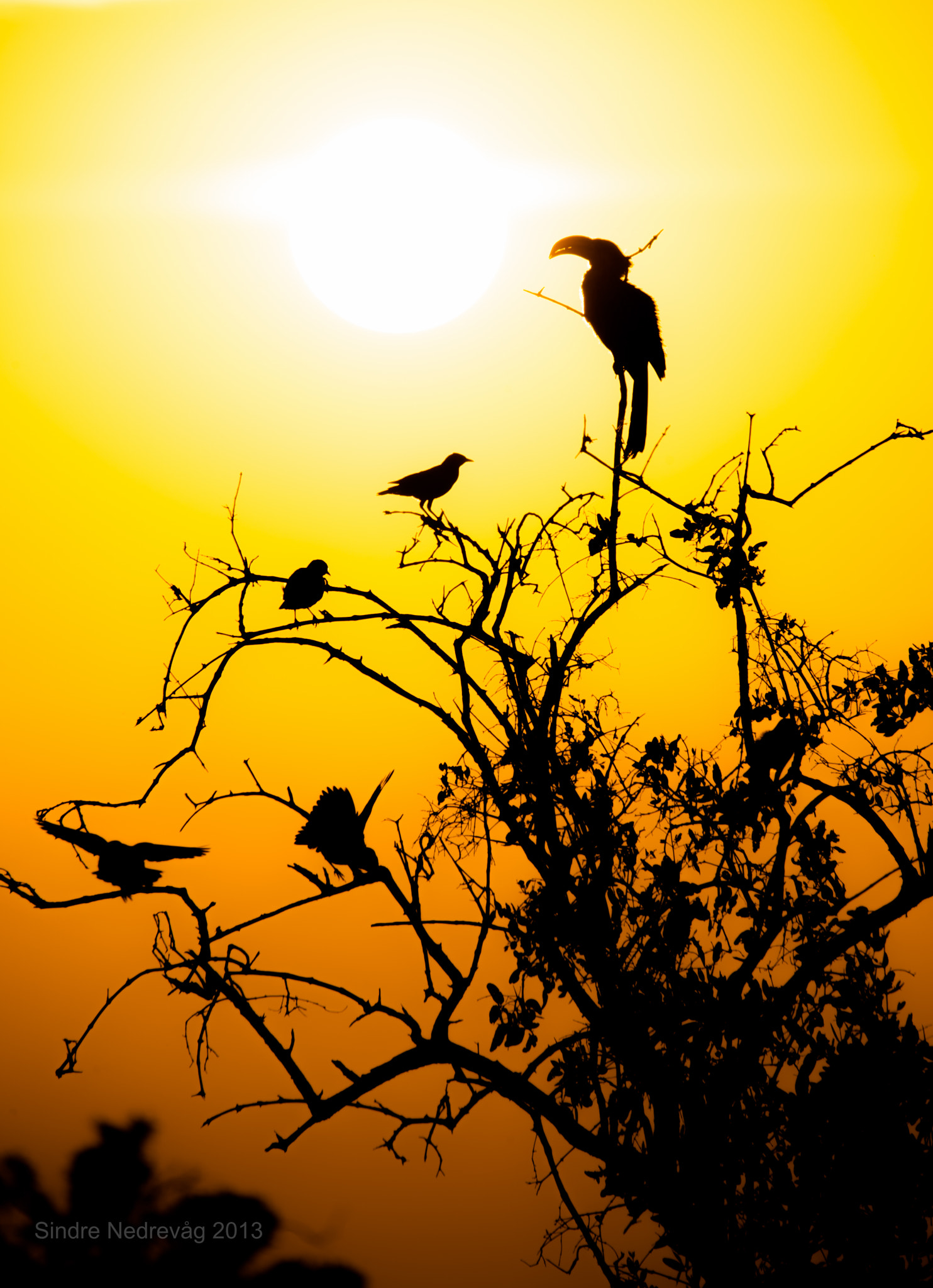 Sigma 150-500mm F5-6.3 DG OS HSM sample photo. Samburu sunrise photography