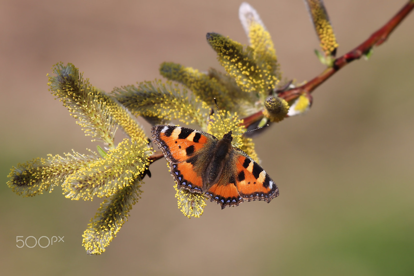 Canon EF 100-400mm F4.5-5.6L IS USM sample photo. Small tortoiseshell photography