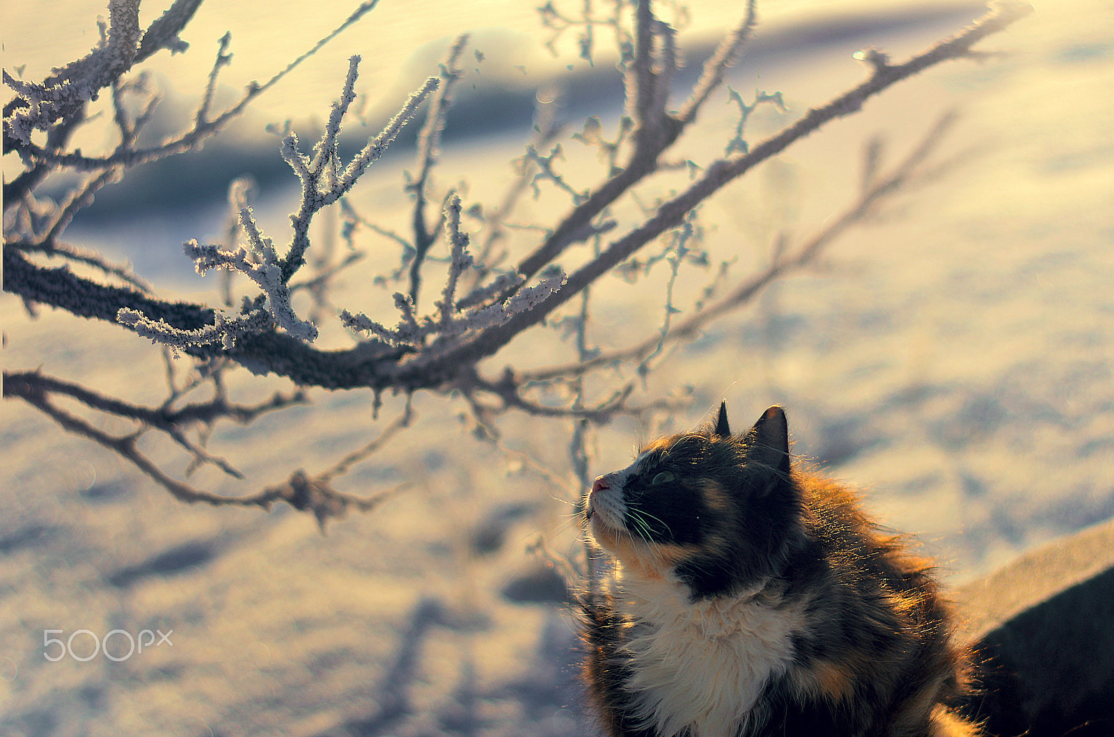 Nikon D3200 sample photo. копия photography