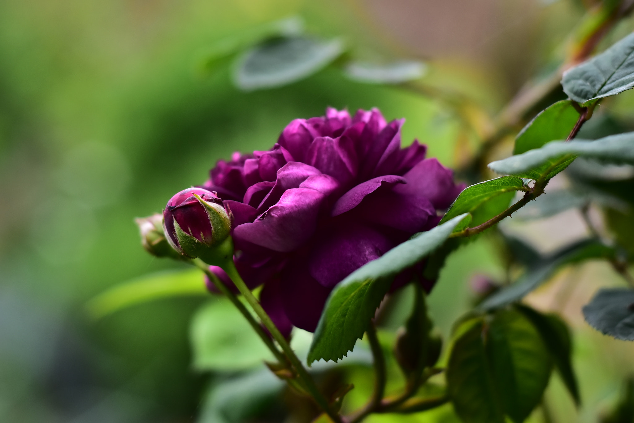 Nikon D5500 + Nikon AF Nikkor 50mm F1.8D sample photo. Rose violette photography