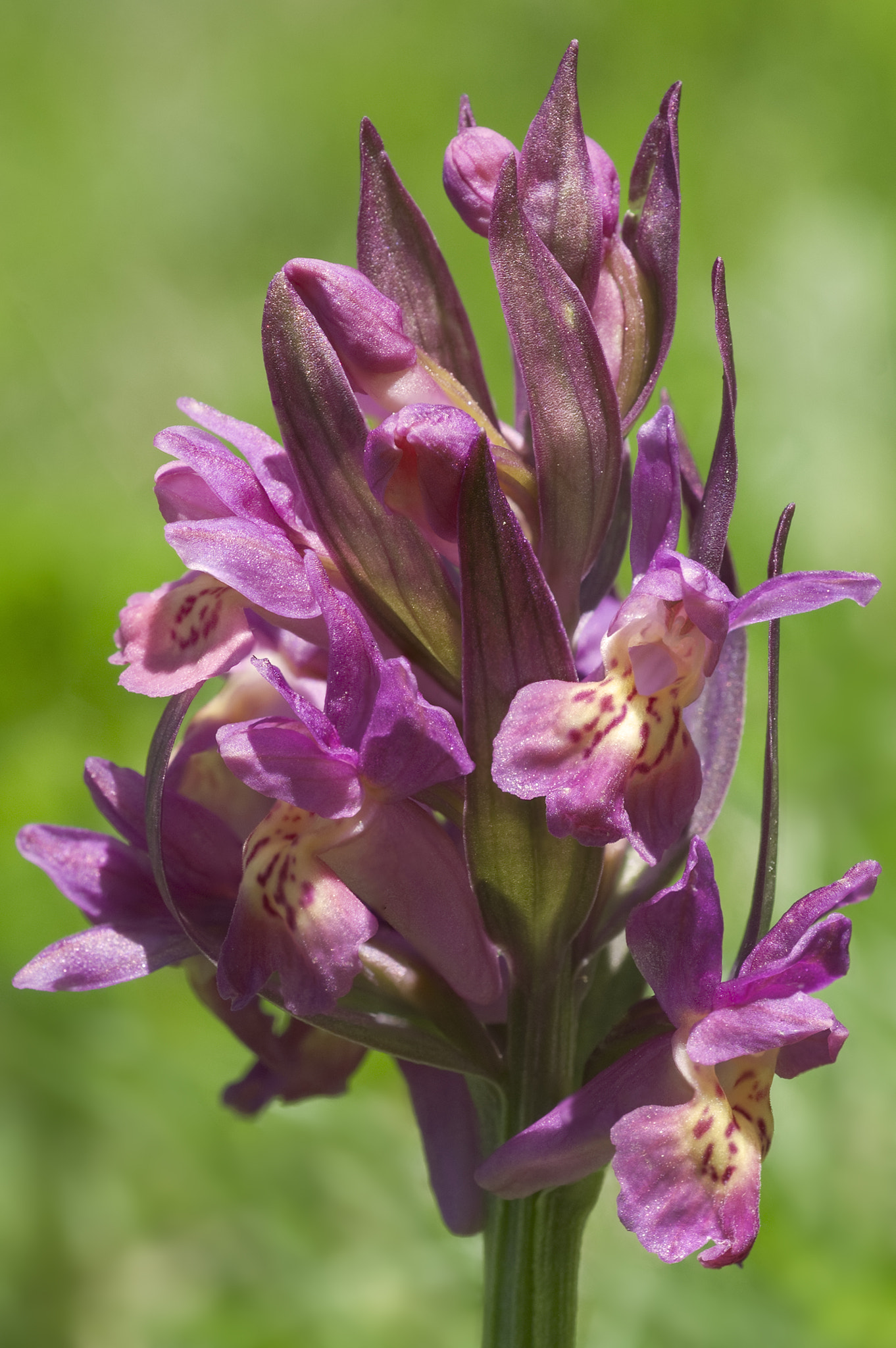 Nikon D200 + Nikon AF Micro-Nikkor 60mm F2.8D sample photo. Dactylorhiza sambucina photography