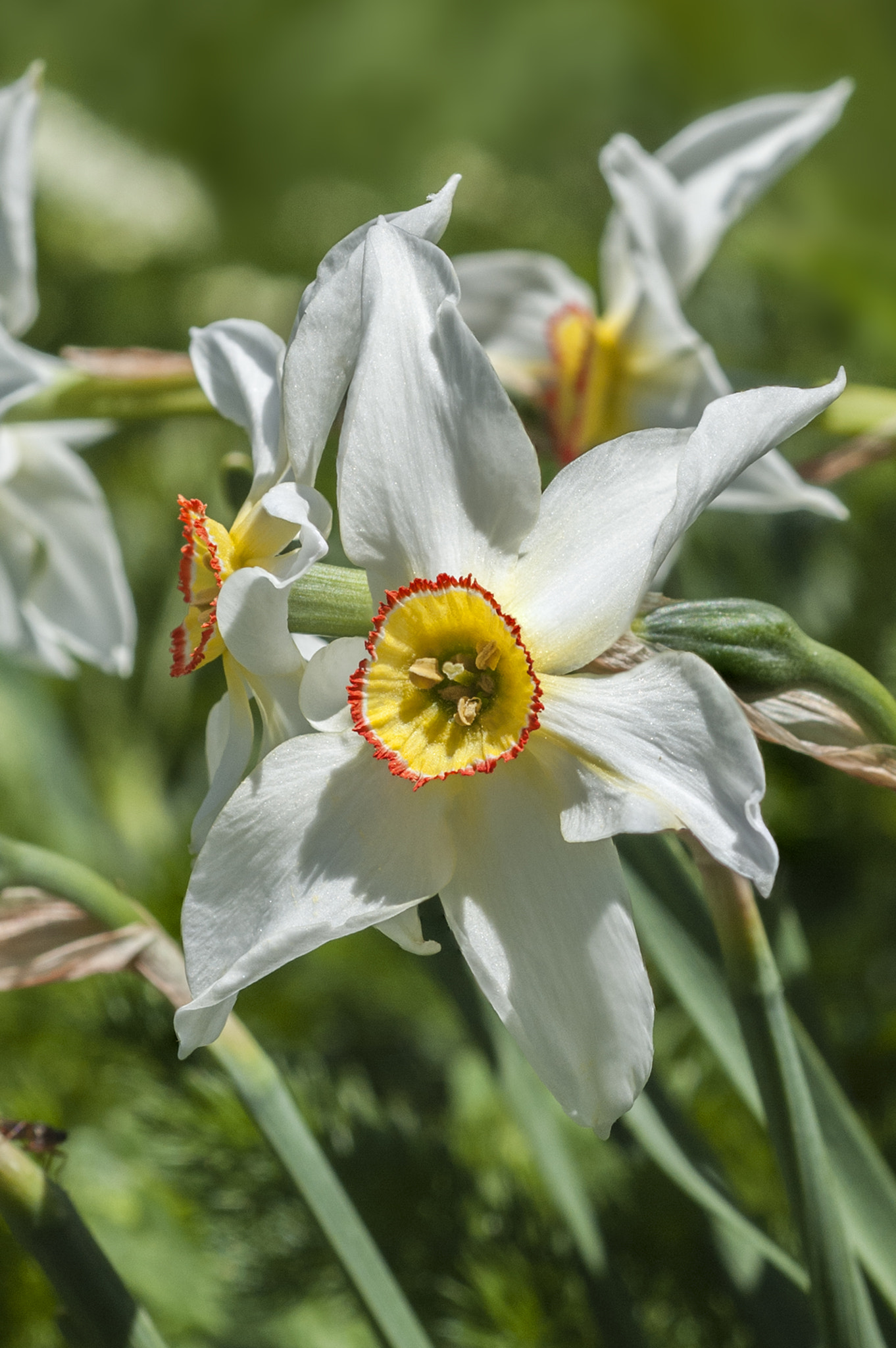 Nikon D200 sample photo. Narcissus poeticus photography