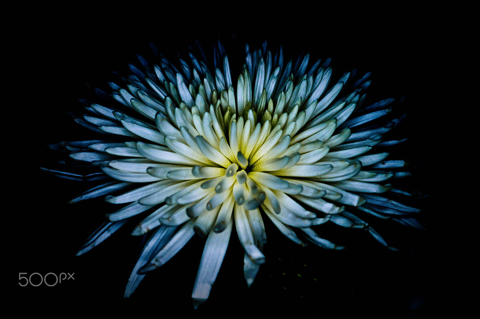 Sony SLT-A57 + Sony DT 30mm F2.8 Macro SAM sample photo. Flower ! photography