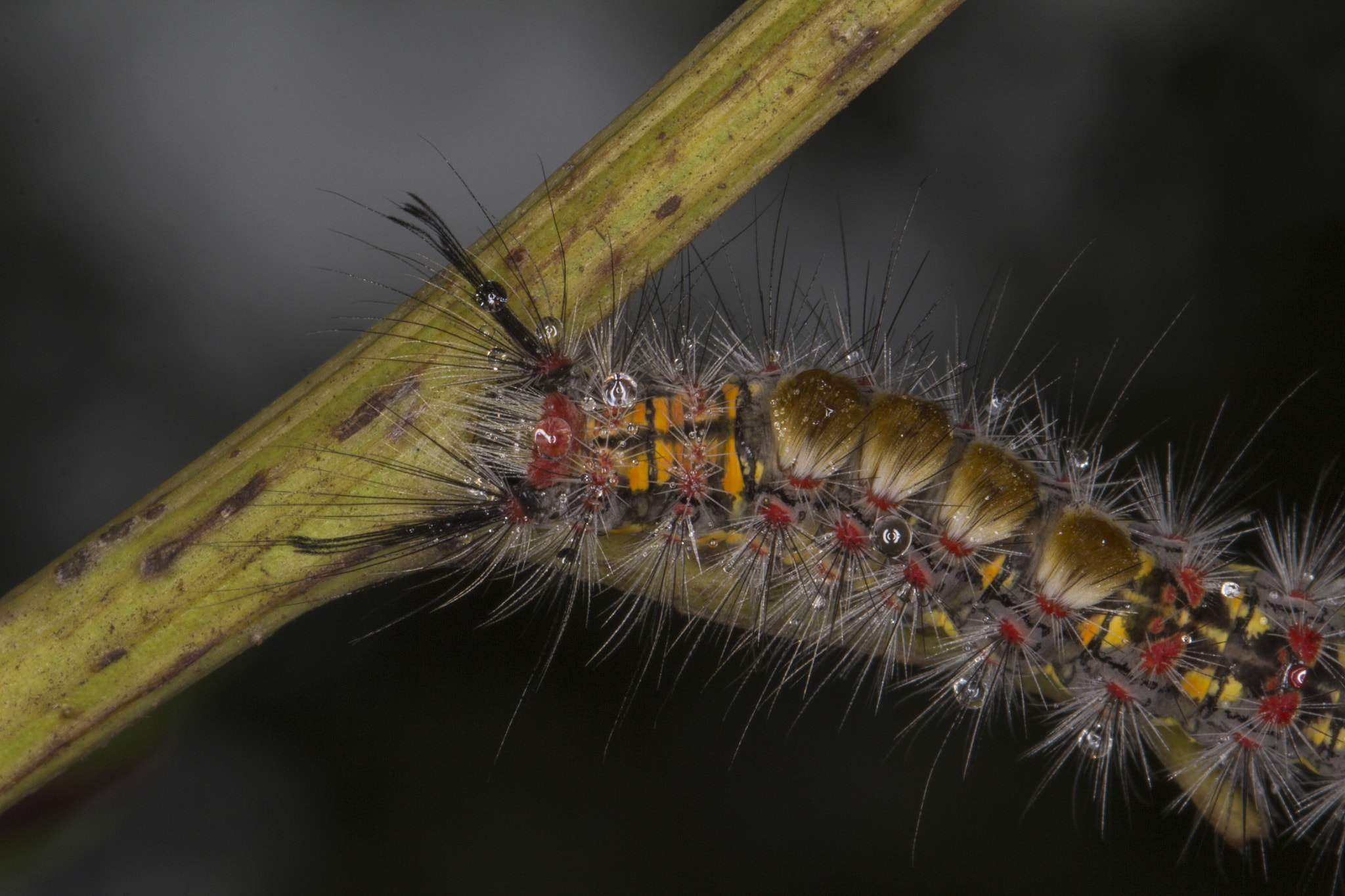 Canon EF 100mm F2.8L Macro IS USM sample photo. A western tussock moth in the early morning photography