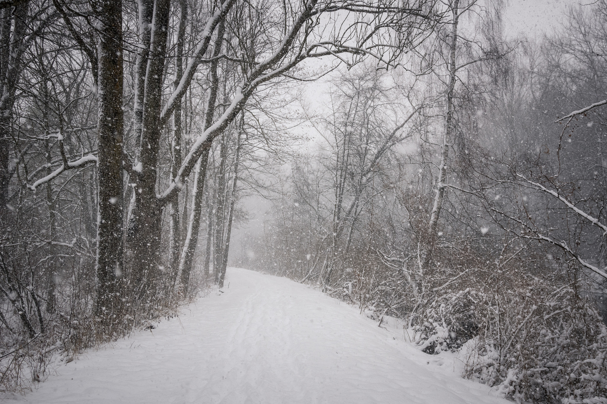 Pentax K-3 II sample photo. New snow photography