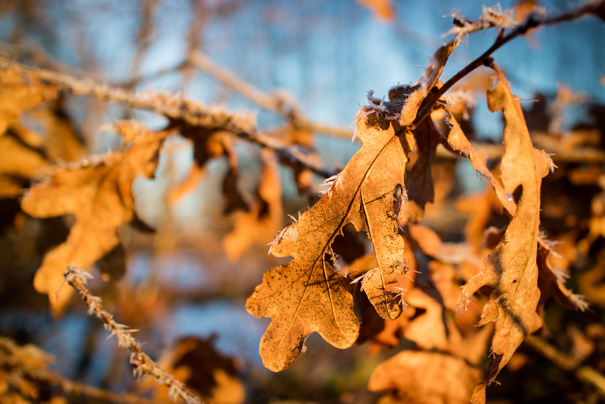 Canon EOS M3 + Canon EF-M 22mm F2 STM sample photo. Frozen leaf photography