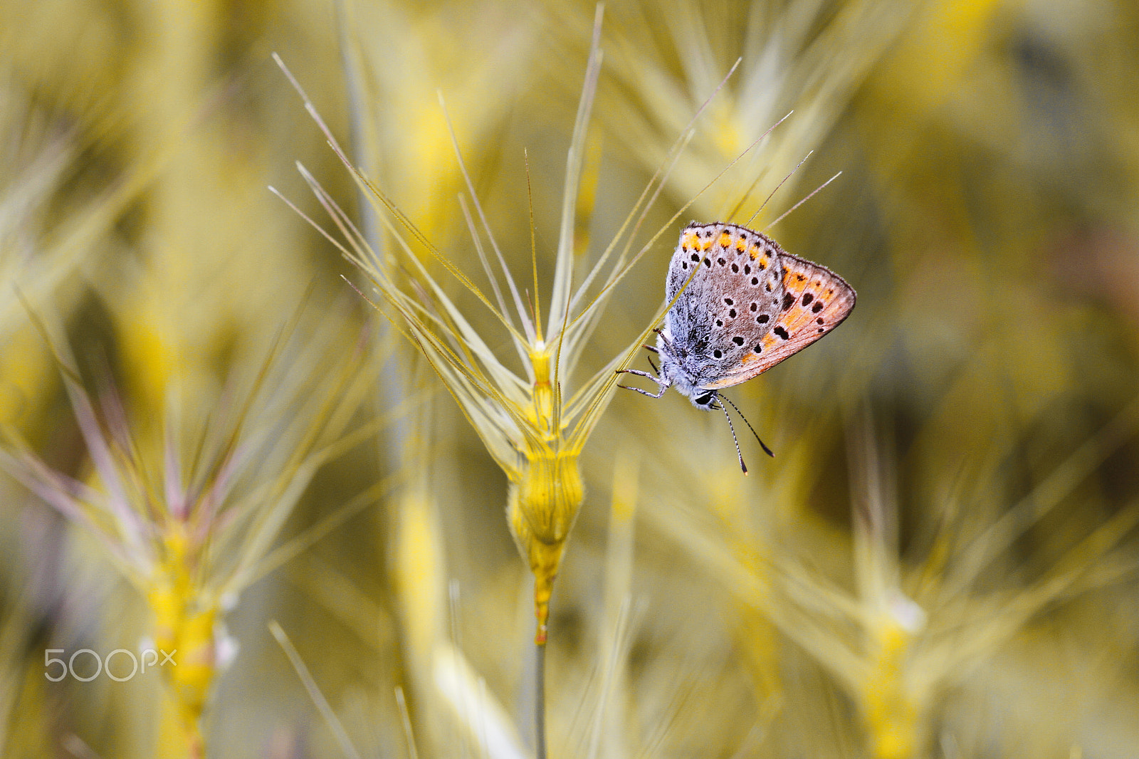 Canon EOS 7D sample photo. Golden spike and butterfly photography