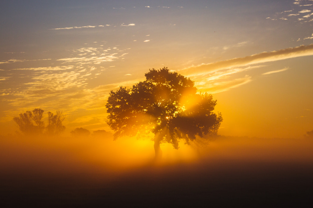 Tree of life. by Johannes Hulsch on 500px.com