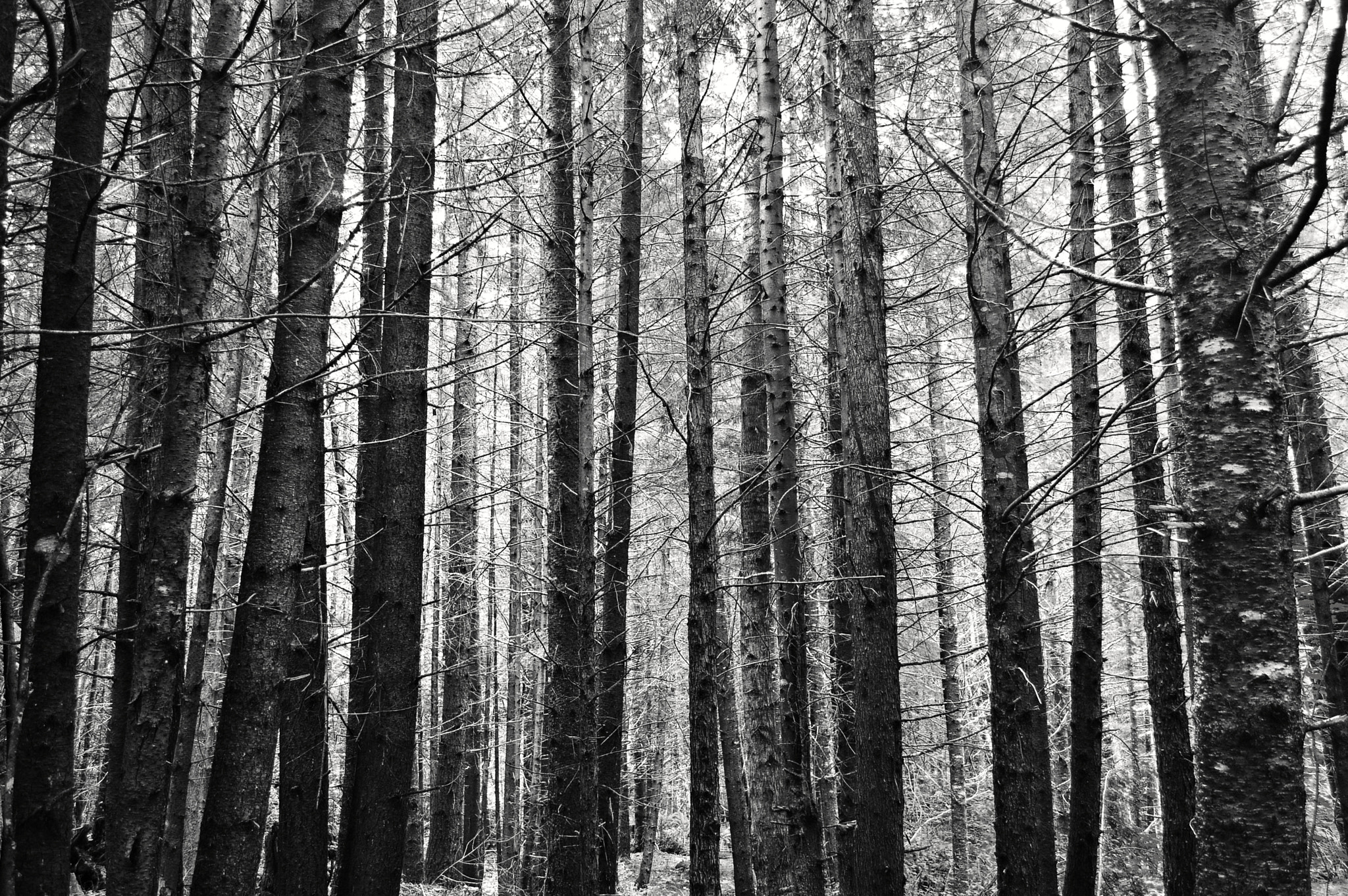 FSA-L2, EDG 65, 800mm F13 G sample photo. Camping at greenwater, washington photography