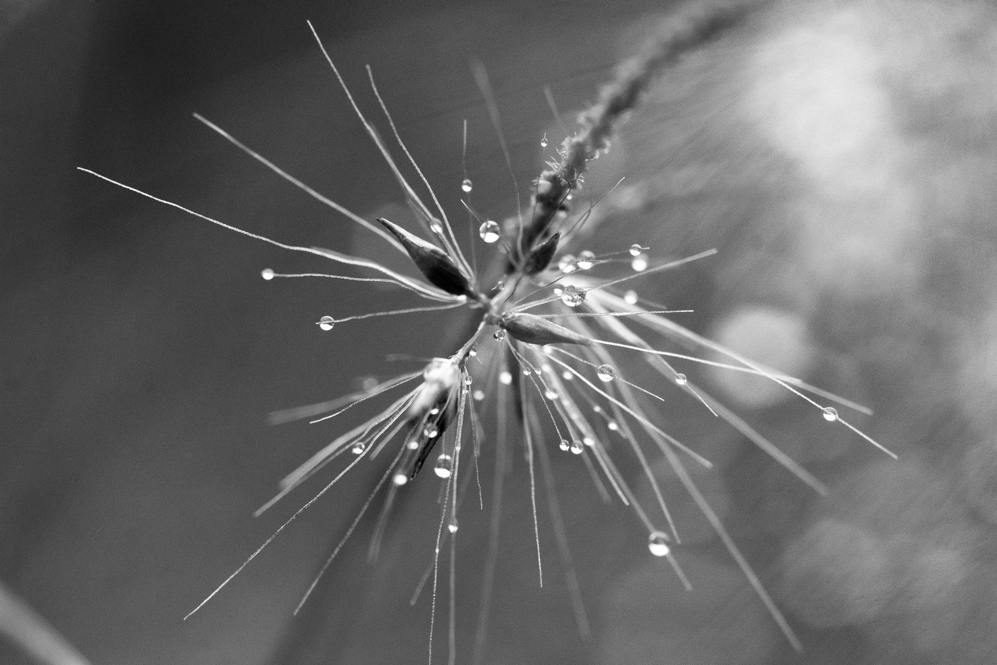 Nikon D7100 + AF Micro-Nikkor 105mm f/2.8 sample photo. Fine droplets photography