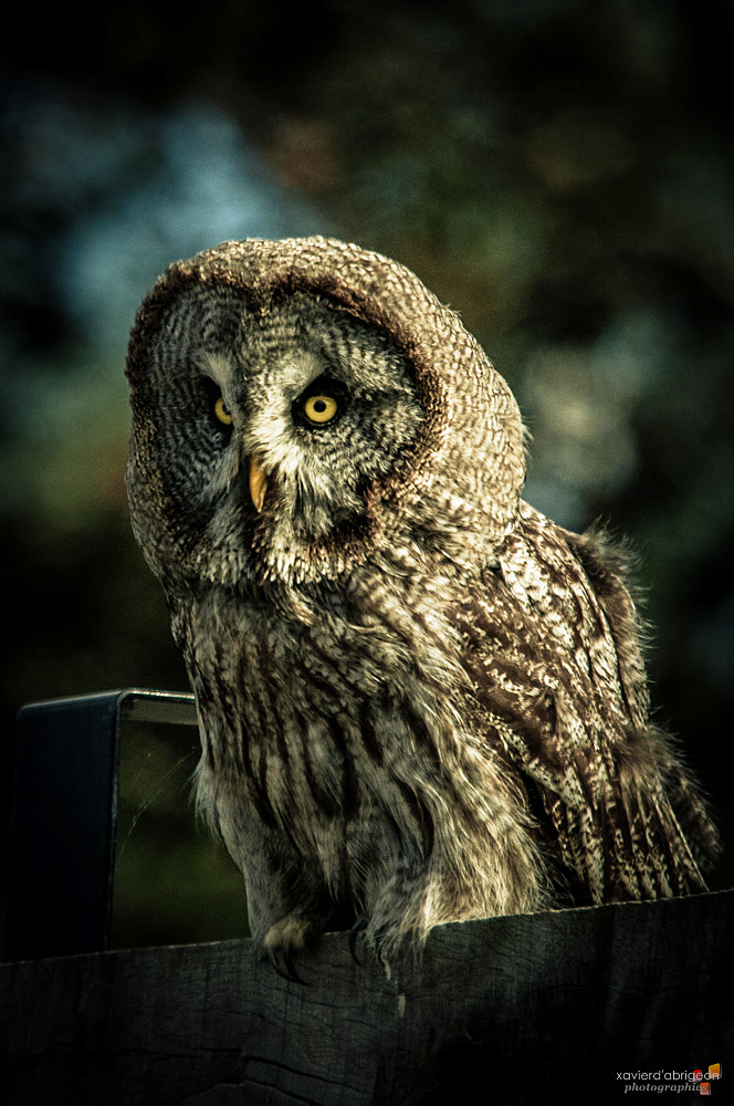 Sigma 150-500mm F5-6.3 DG OS HSM sample photo. Trop chouette ! photography