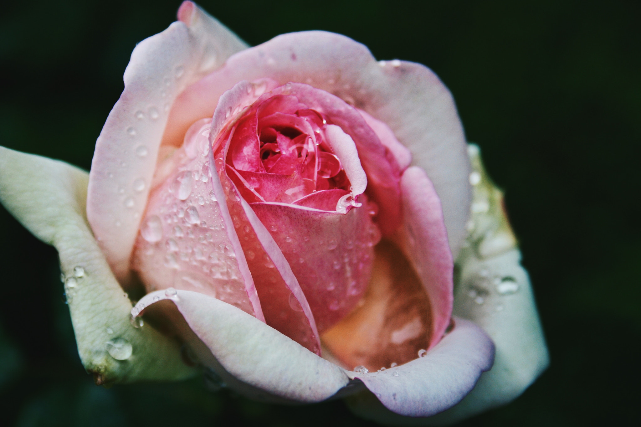 Canon EOS 1000D (EOS Digital Rebel XS / EOS Kiss F) sample photo. Probably one of my favourite pictures i've ever taken. photography
