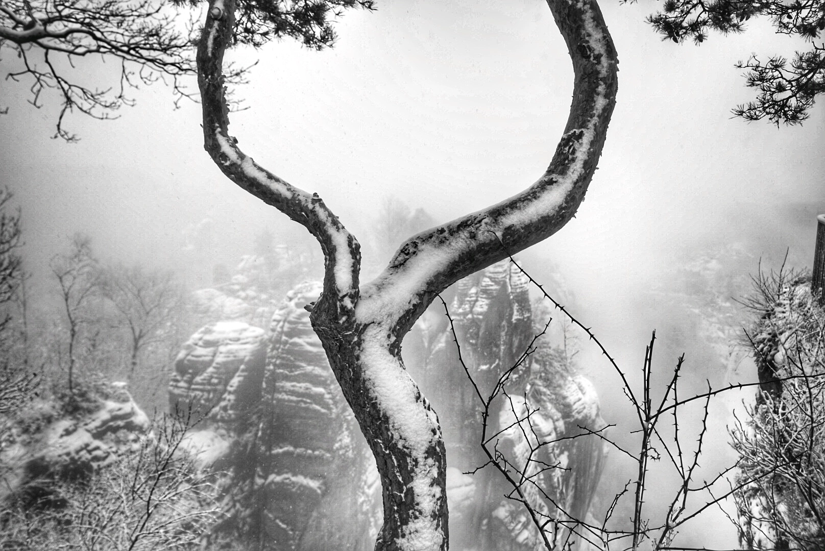 Sony Vario Tessar T* FE 24-70mm F4 ZA OSS sample photo. Lonely tree photography