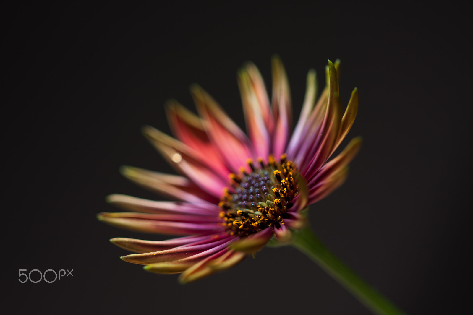 Canon EOS 40D sample photo. Osteospermum serenity - red photography