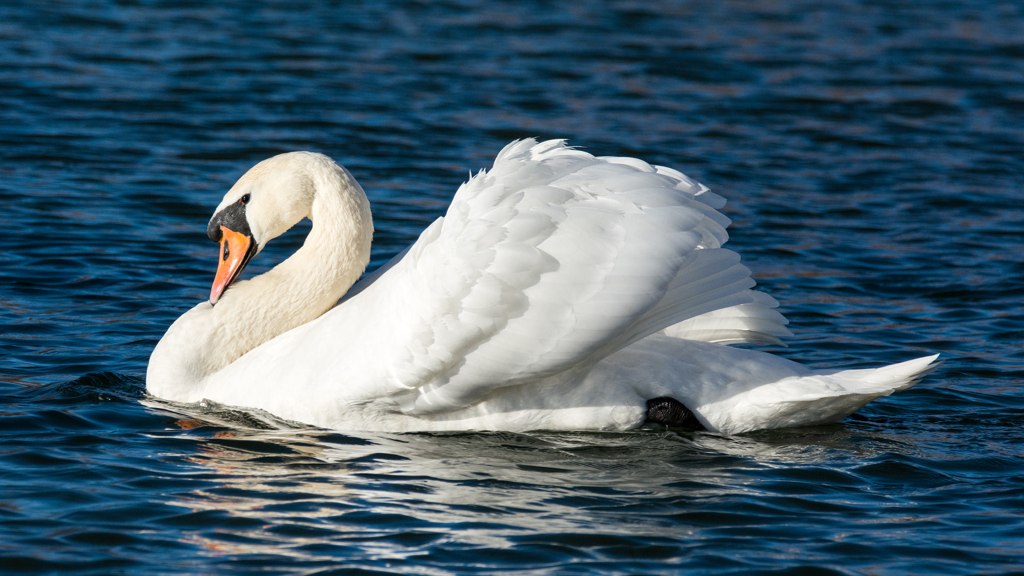Sigma 150-600mm F5-6.3 DG OS HSM | C sample photo. Swan photography