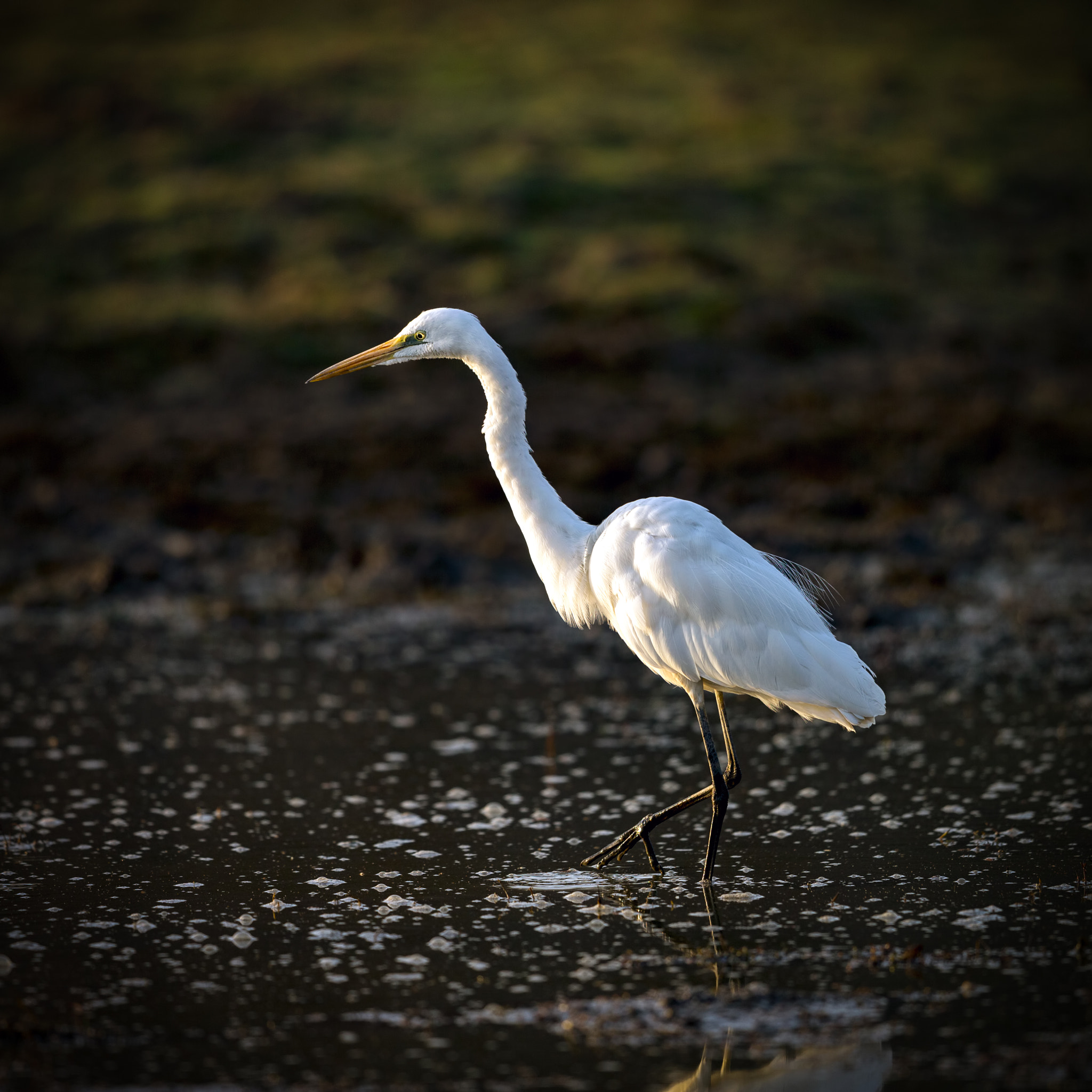 Canon EF 600mm F4L IS II USM sample photo. Early bird gets the worm/fish photography