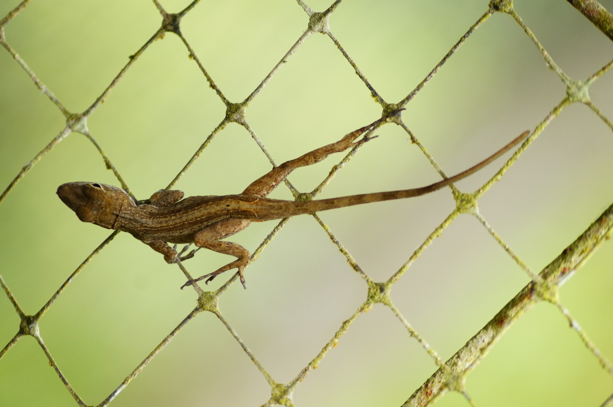 Sony DT 55-200mm F4-5.6 SAM sample photo. Lizard photography