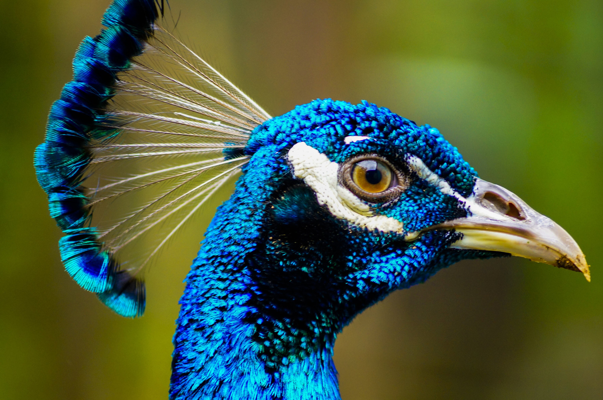 Sony SLT-A37 + Sony DT 55-200mm F4-5.6 SAM sample photo. Pavo real photography