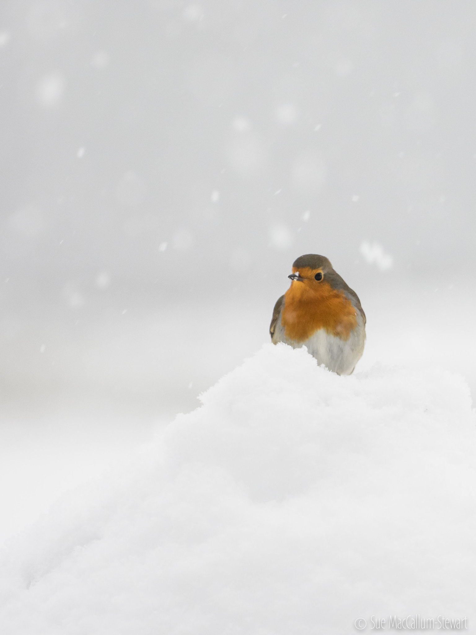 Olympus OM-D E-M1 + OLYMPUS M.300mm F4.0 sample photo. Snow flakes photography