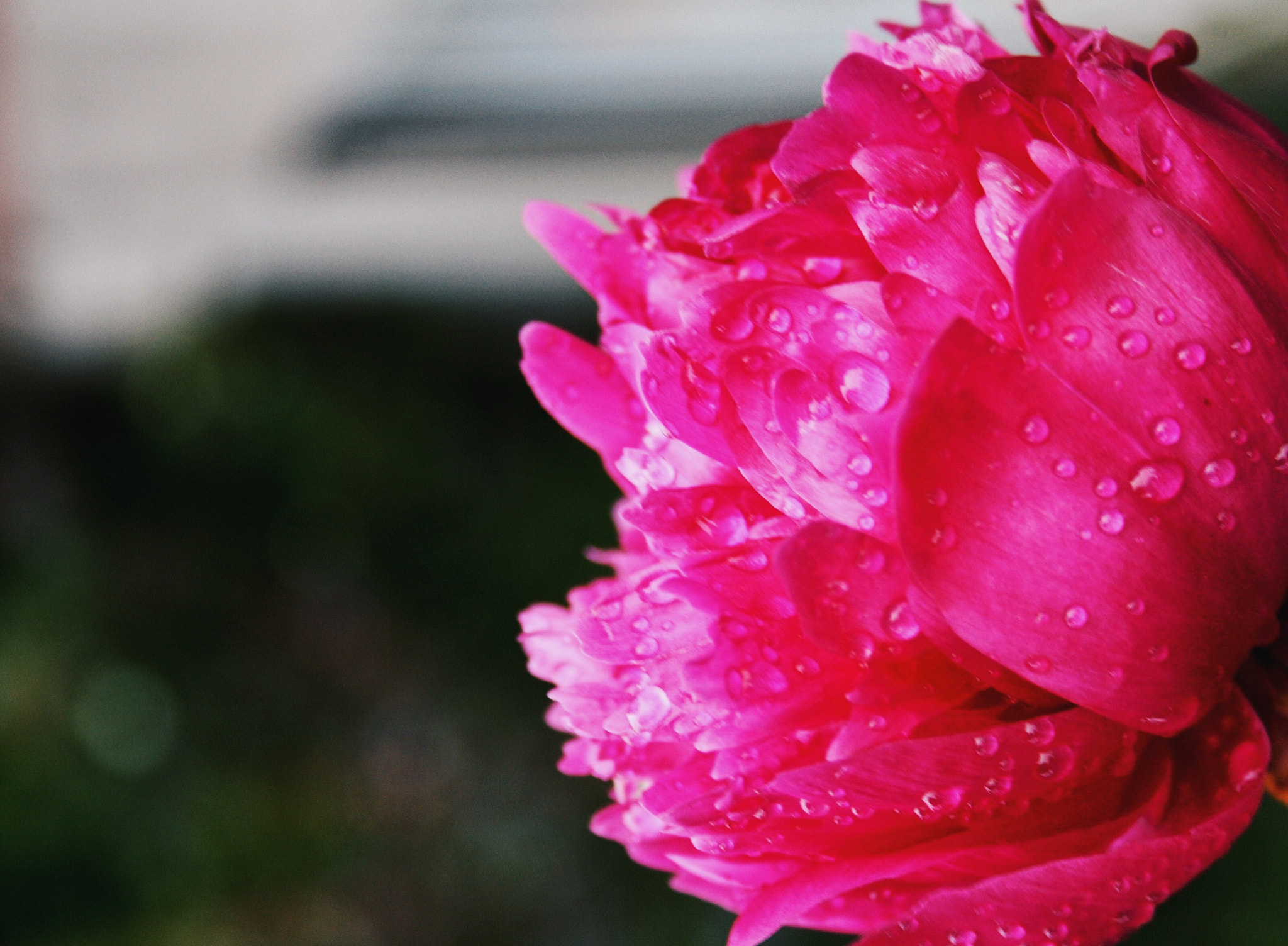 Canon EOS 1000D (EOS Digital Rebel XS / EOS Kiss F) sample photo. Shot from my mom's garden photography