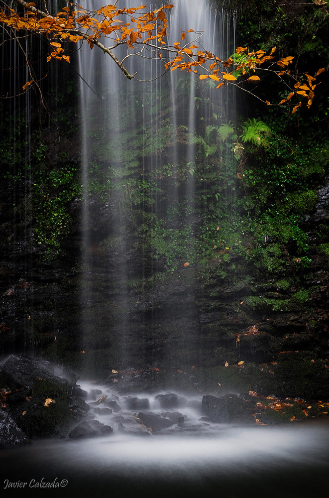 Pentax K-3 + Sigma sample photo. Last leaves photography