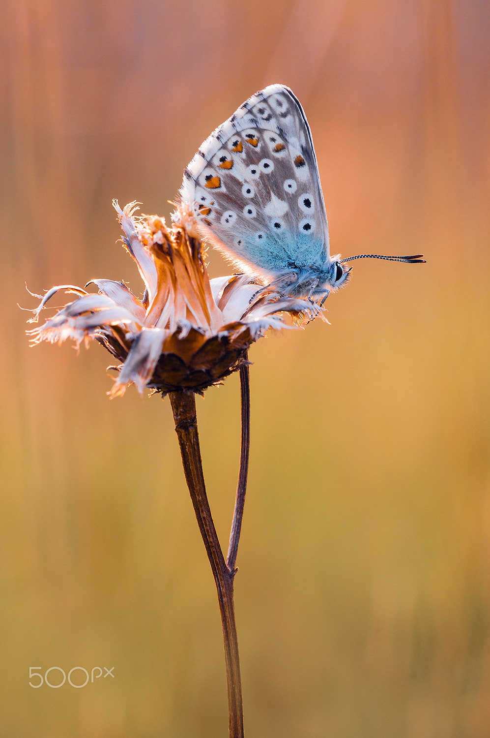 Sigma 150mm F2.8 EX DG Macro HSM sample photo. Chalkhill blue photography