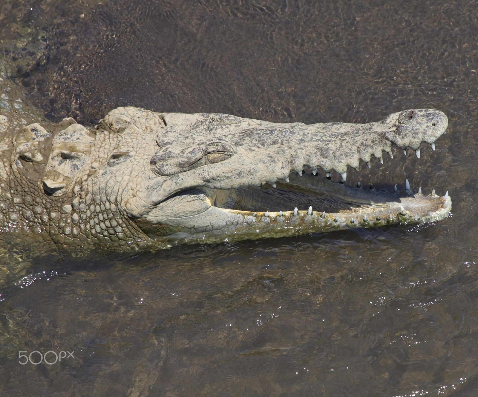 Canon EF 100-400mm F4.5-5.6L IS USM sample photo. Choppers photography